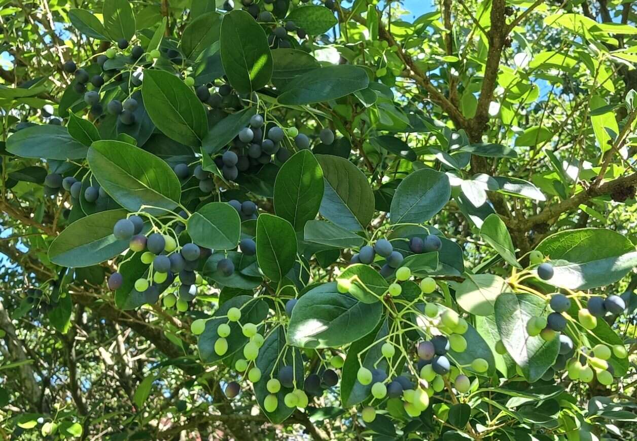 流蘇小巧可愛的果實呈深藍色,模樣像極了迷你藍莓或是葡萄。(圖片來源：臺北市政府工務局公園路燈工程管理處)