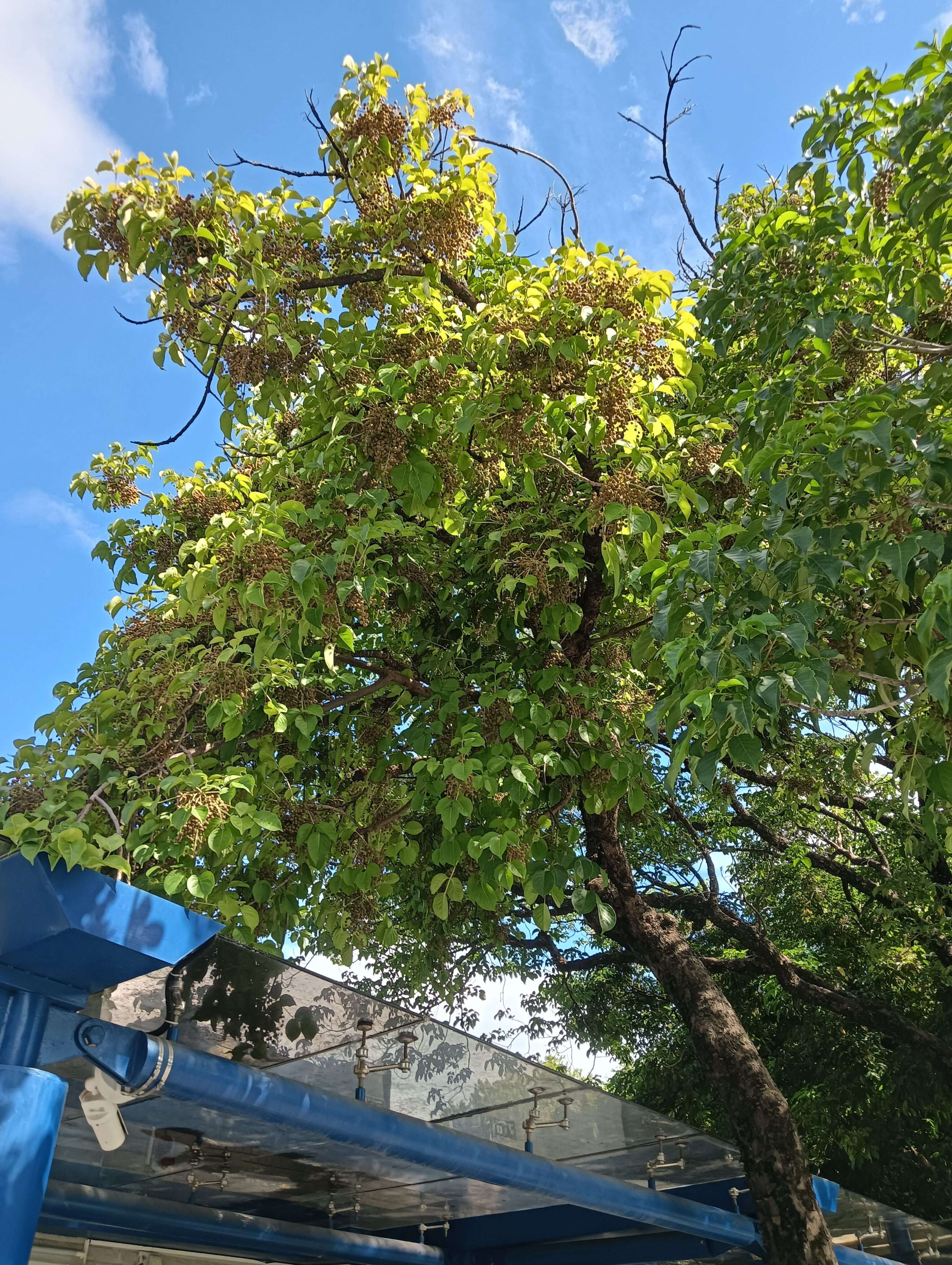 ▲茄苳的果實,成熟時褐色,有如一串串龍眼掛於枝頂。(圖片來源：臺北市政府工務局公園路燈工程管理處)