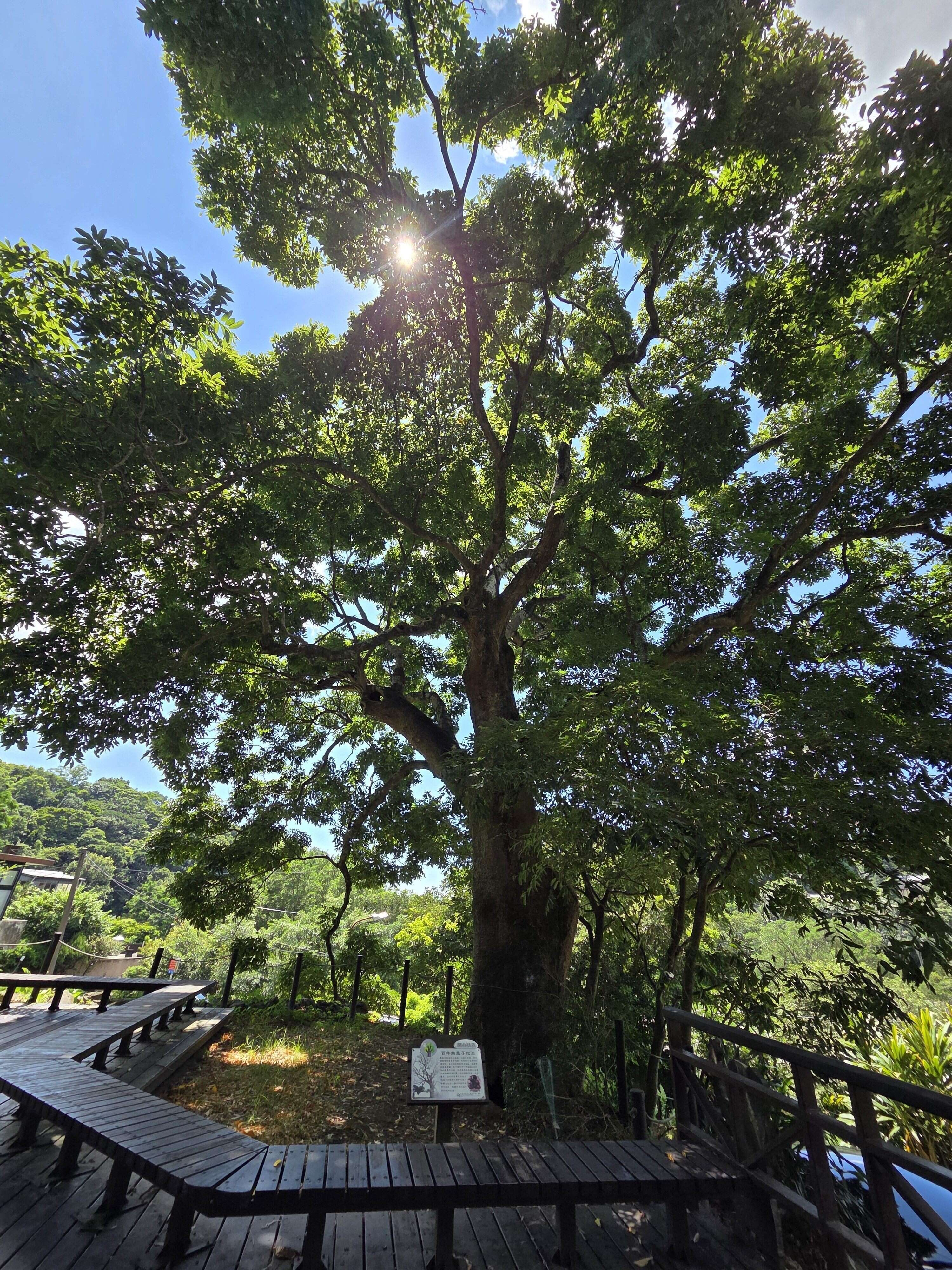 楓香姊妹樹(圖片來源：臺北市政府工務局大地工程處)