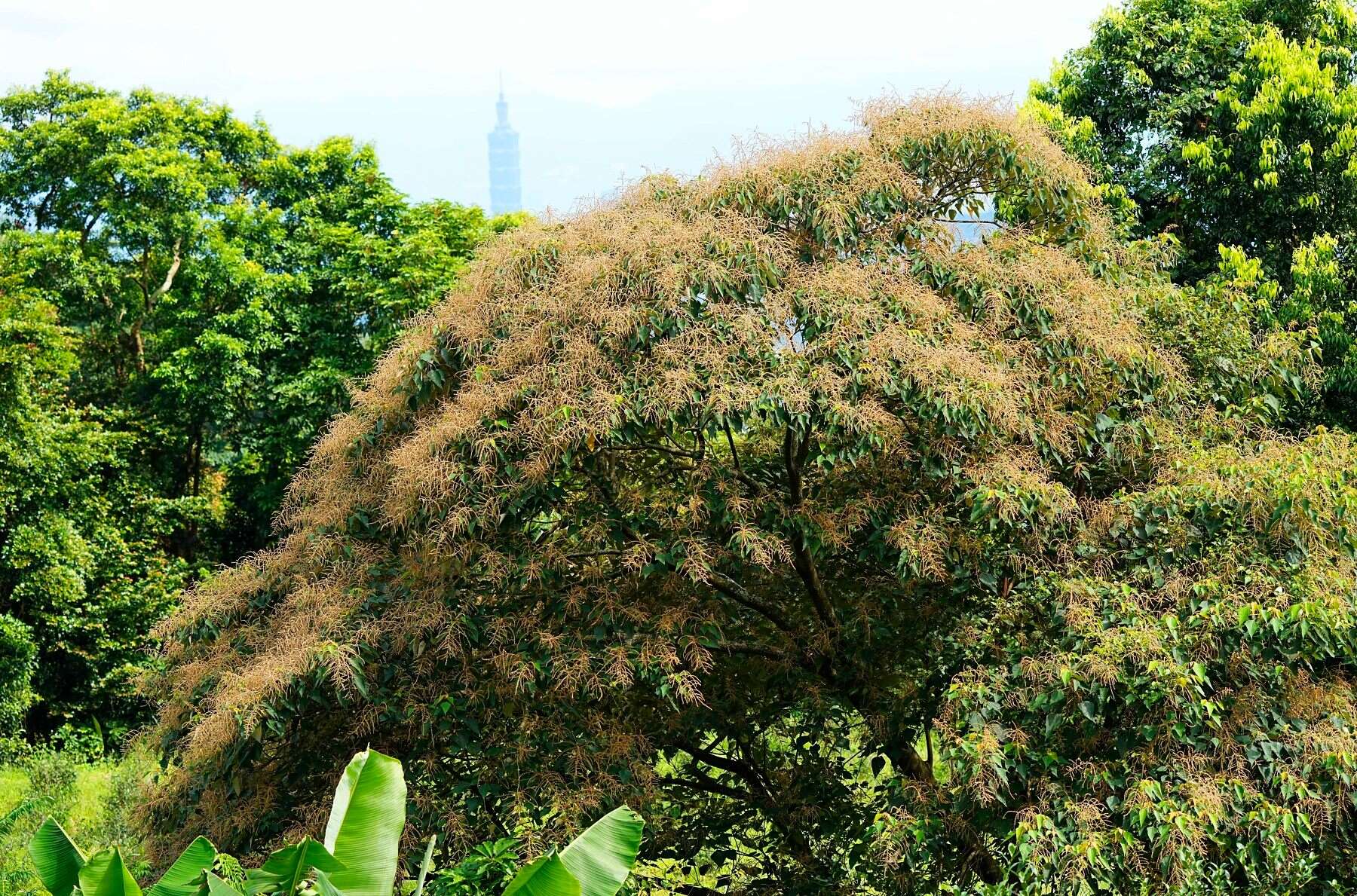 開花的白匏仔。(圖片來源：臺北市政府工務局大地工程處)