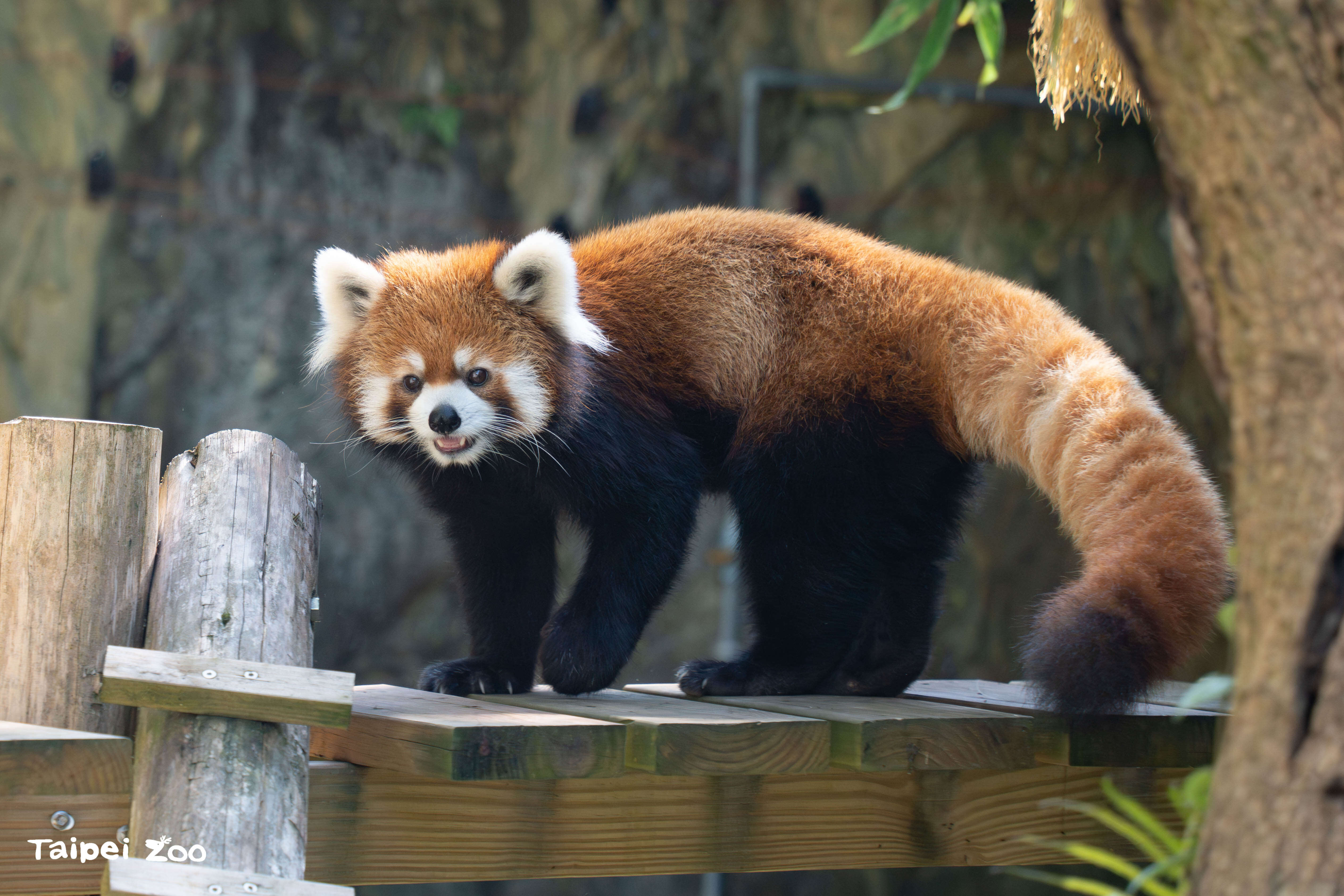 小貓熊(圖片來源：臺北市立動物園)