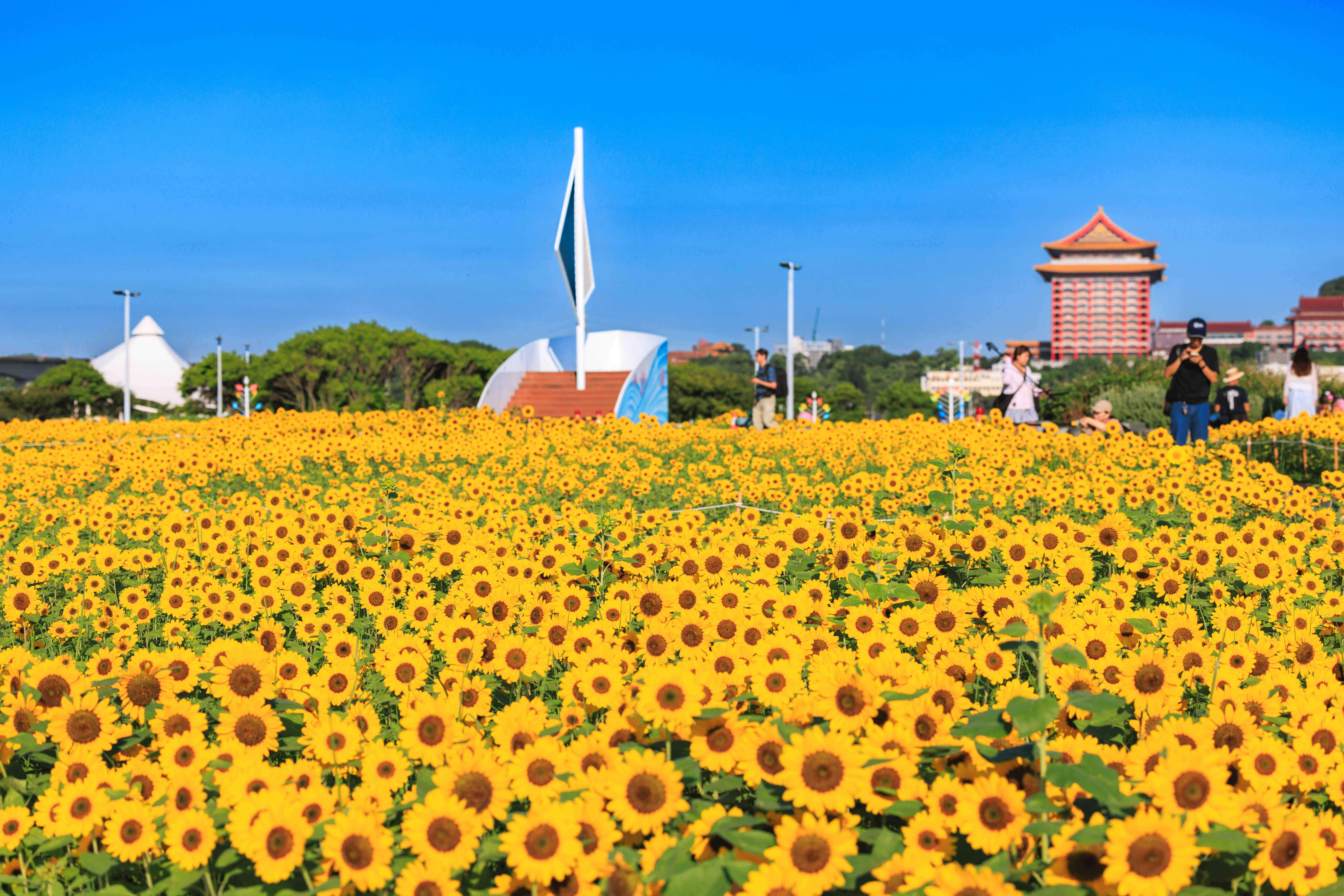 大佳河浜公園のひまわり畑が続々と開花