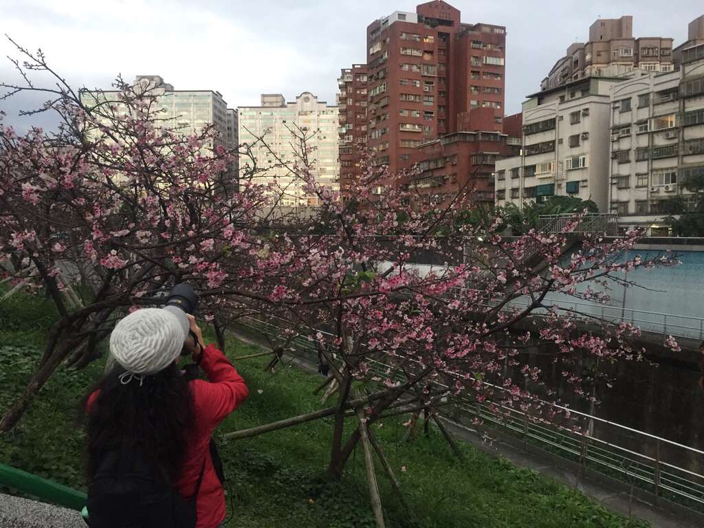 圖1、106年樂活公園階梯旁櫻花特別繁盛，民眾前往賞櫻景況