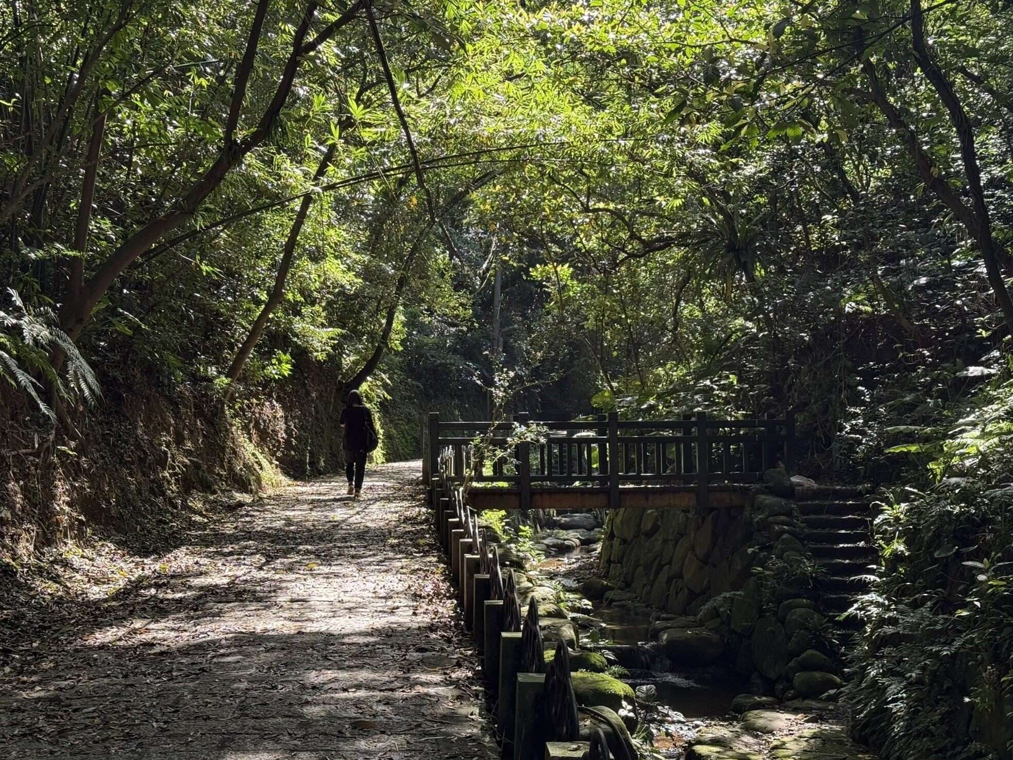 樹冠層層交織,秋日光芒灑落林間。(圖片來源：臺北市政府工務局大地工程處)