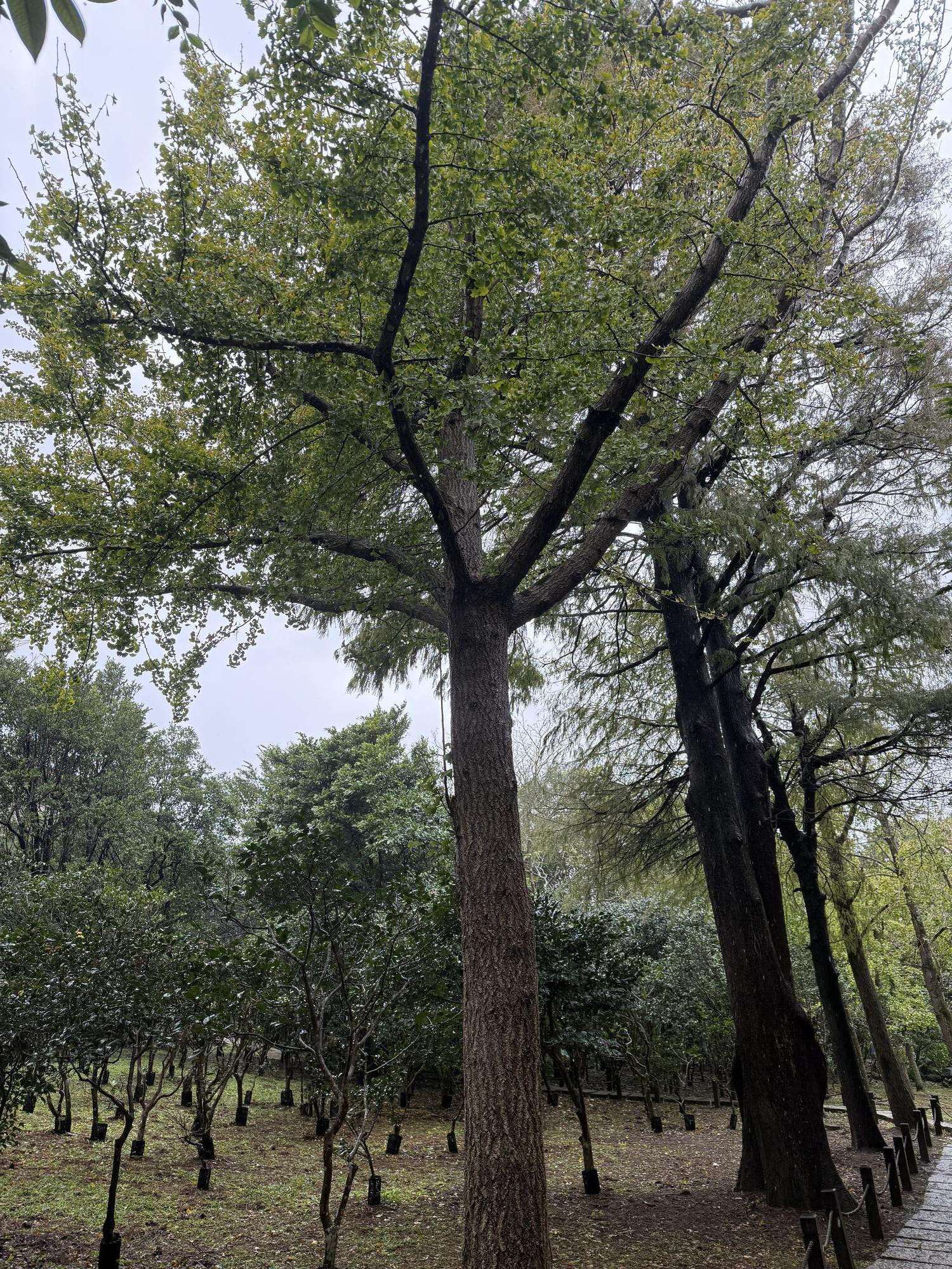 銀杏樹筆直高聳。(圖片來源：臺北市政府工務局公園路燈工程管理處)