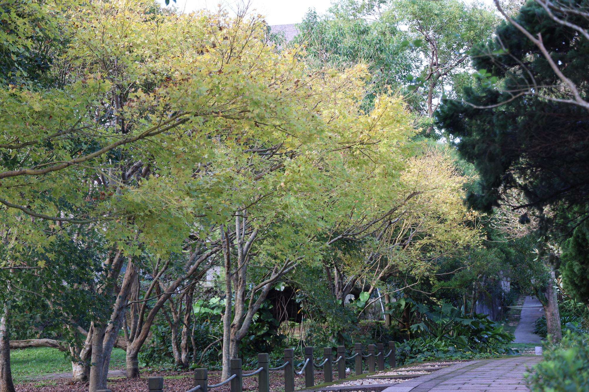 綠葉漸黃,黃金楓點綴步道,秋意盡現。(圖片來源：臺北市政府工務局公園路燈工程管理處)