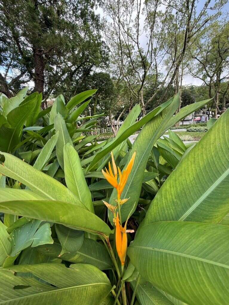 九如綠地內野薑花（圖片來源：臺北市政府工務局公園路燈工程管理處）