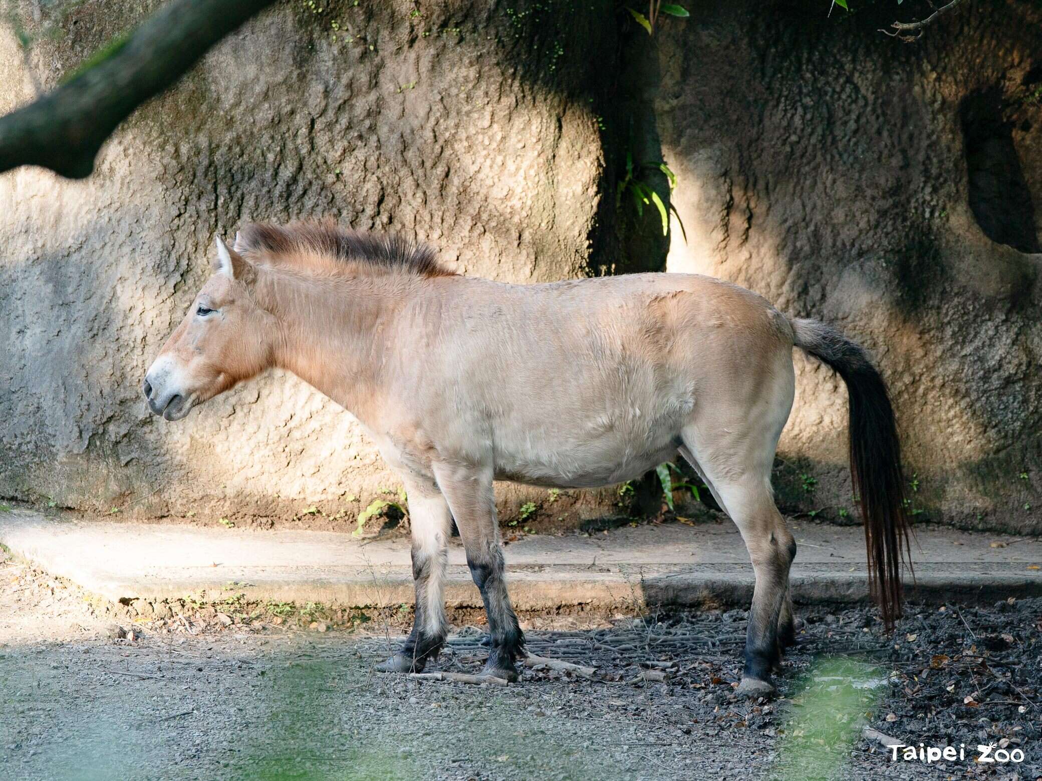 蒙古野馬(普氏野馬)目前透過全球動物園與保育機構的繁育計畫,已有成功復育並嘗試放回野外原棲地的經驗。(圖片來源:臺北市立動物園)