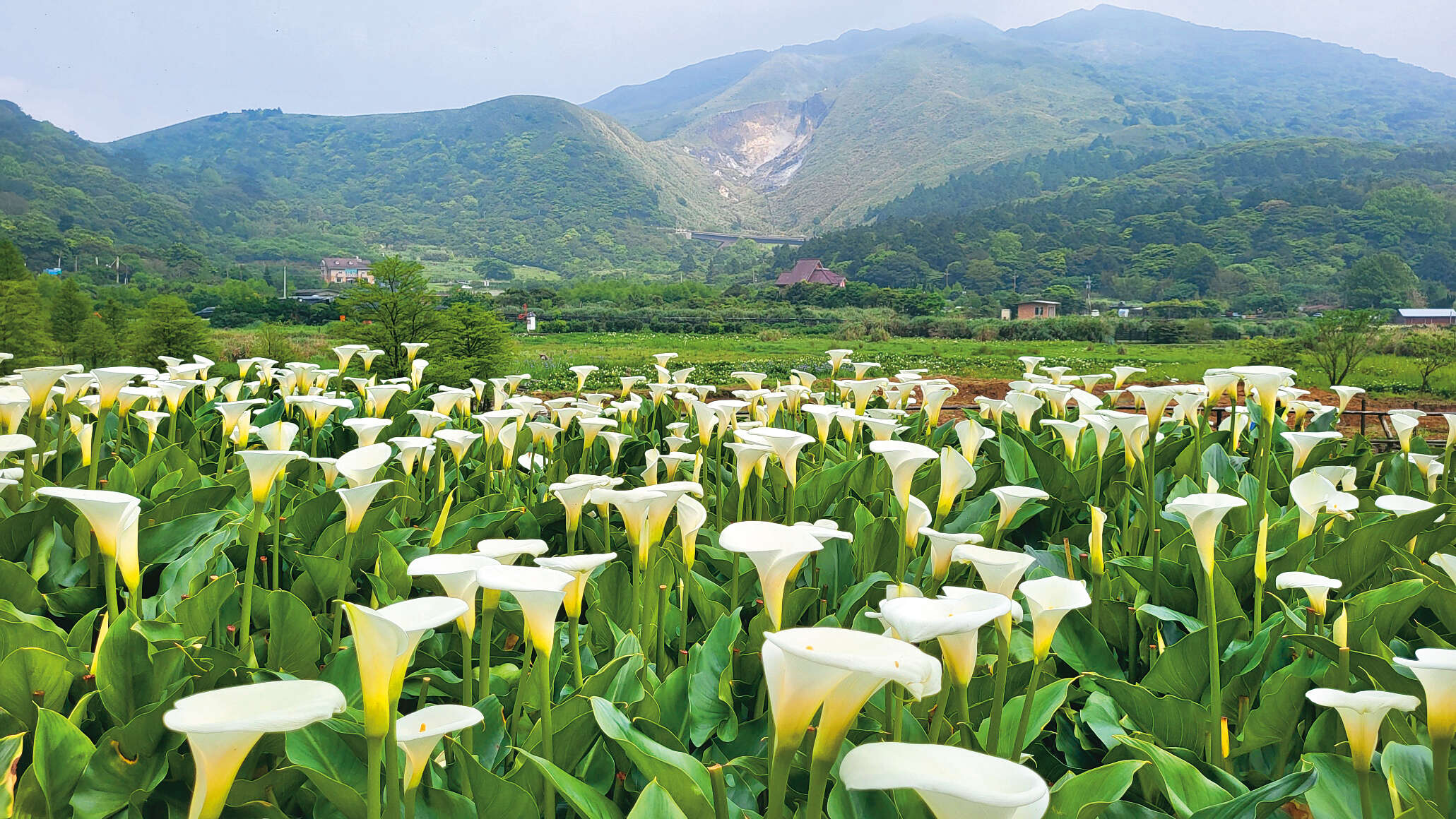 P14-17自然漫游－2在竹子湖可见海芋花海与小油坑交映的美景。（图／北投区农会）