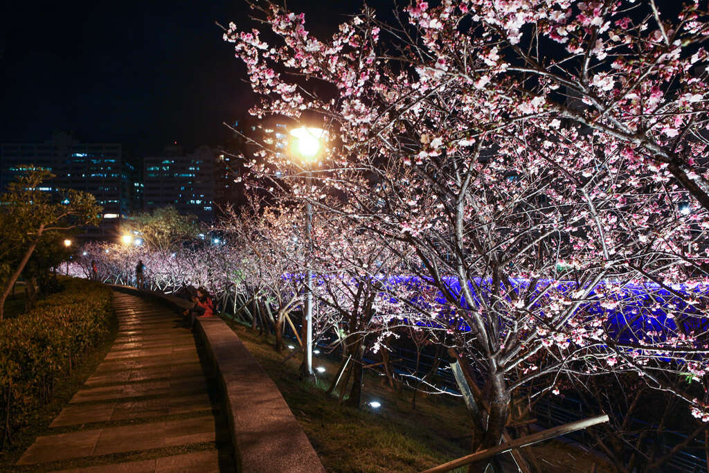 Enjoy Cherry Blossoms Nighttime Illumination at Lehuo Park