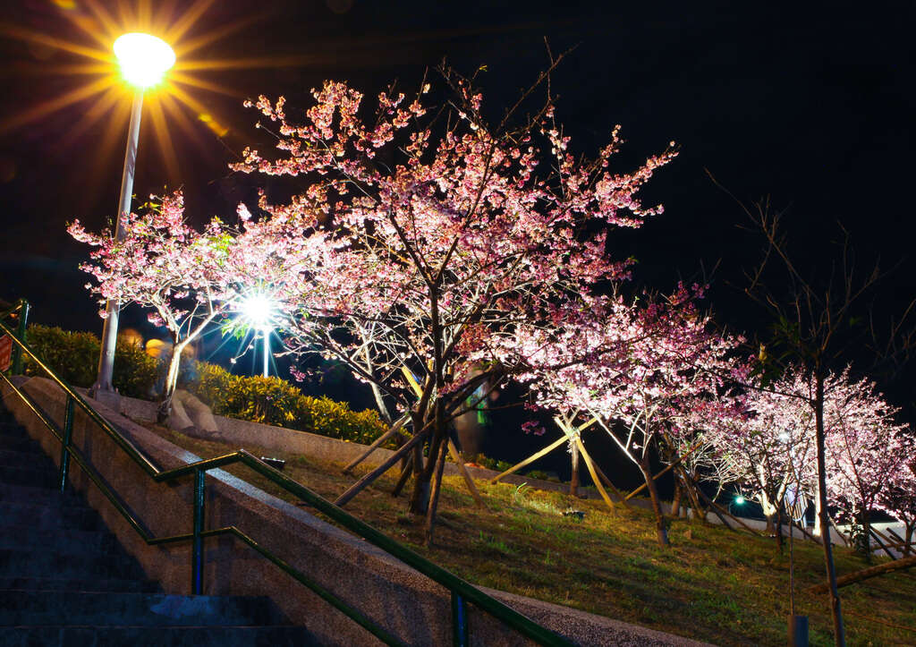 Enjoy Cherry Blossoms Nighttime Illumination at Lehuo Park