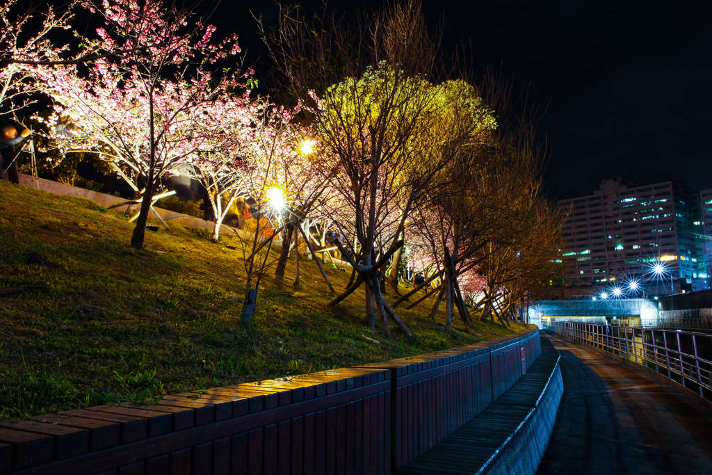 Enjoy Cherry Blossoms Nighttime Illumination at Lehuo Park