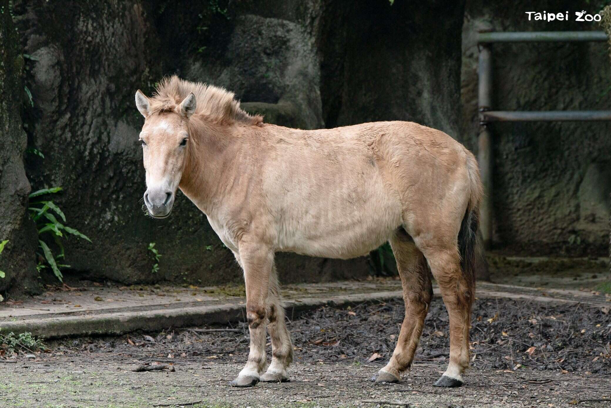 馬年來認識動物園的馬科動物！1、2月週四上午的蒙古野馬保母講古歡迎聆聽！（圖片來源：臺北市立動物園）