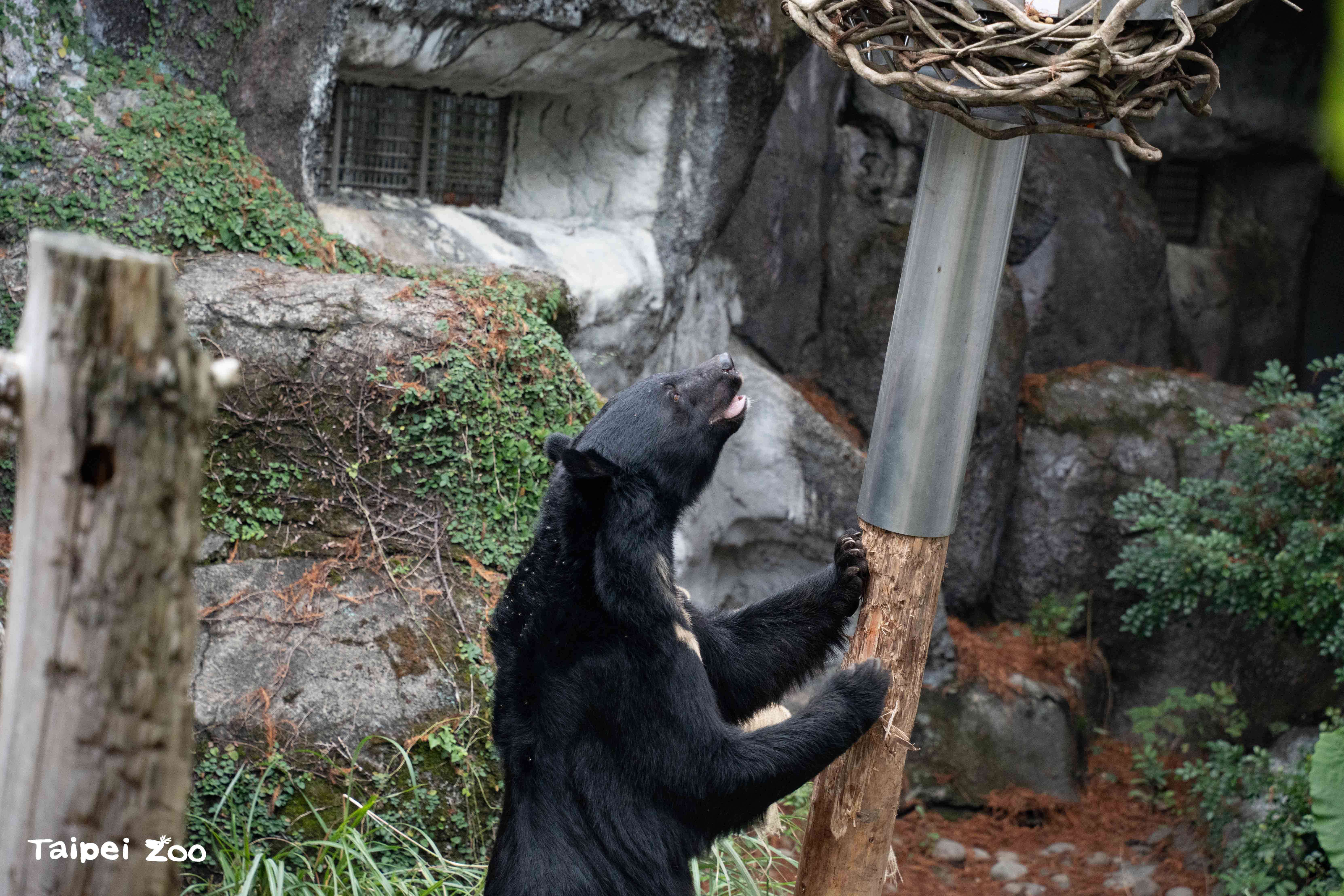 The "Black Bear Swinging Pillar," a behavior-enric