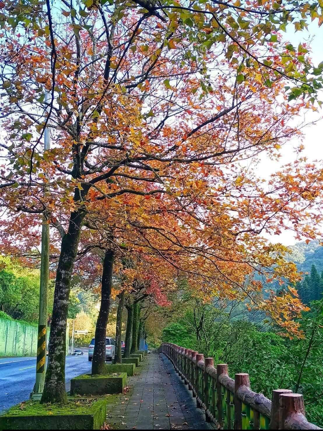 Like a fire in winter, the maple leaves in Taipei 