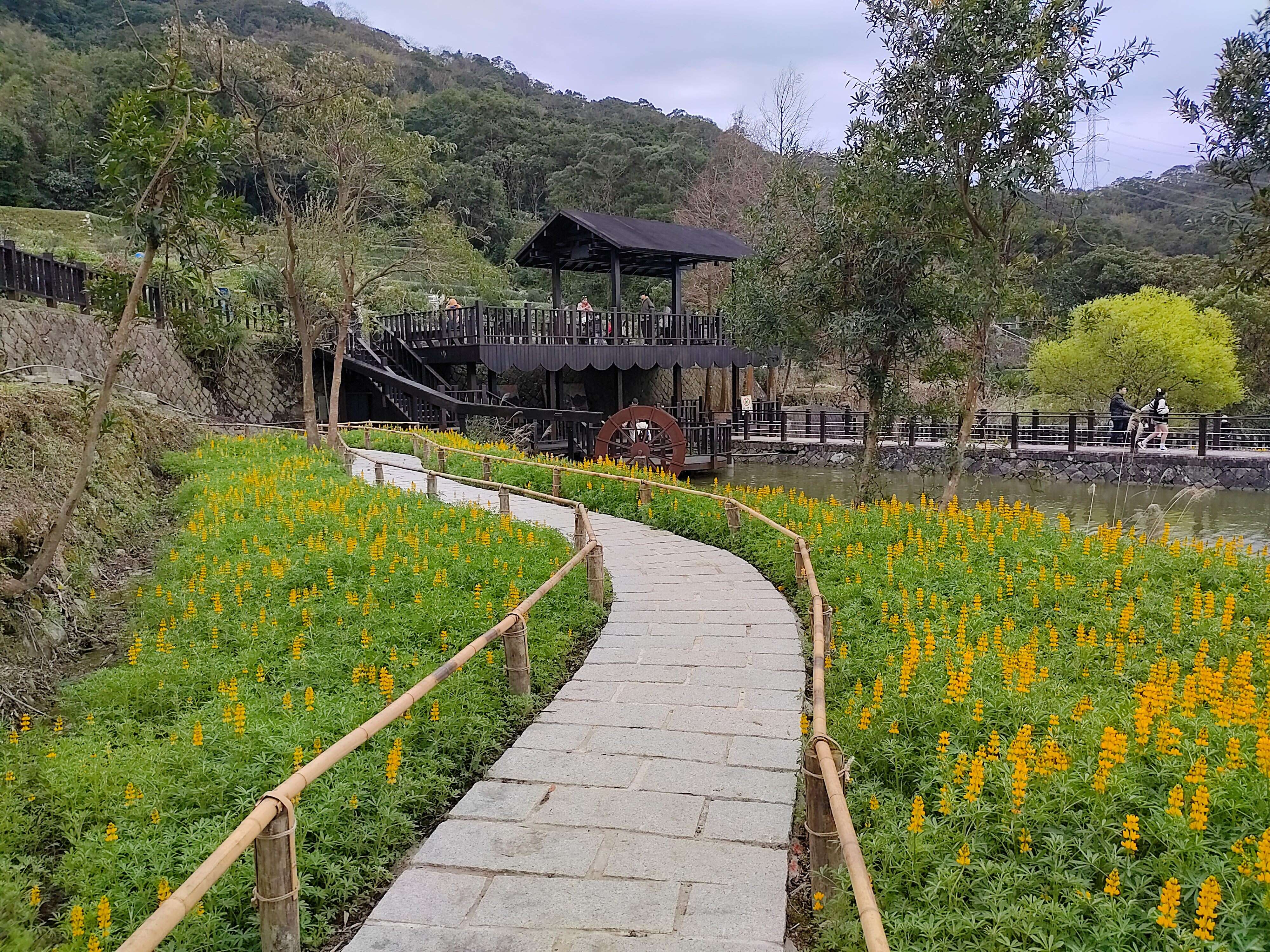 114年椿樹步道花海（圖片來源：臺北市政府工務局大地工程處）