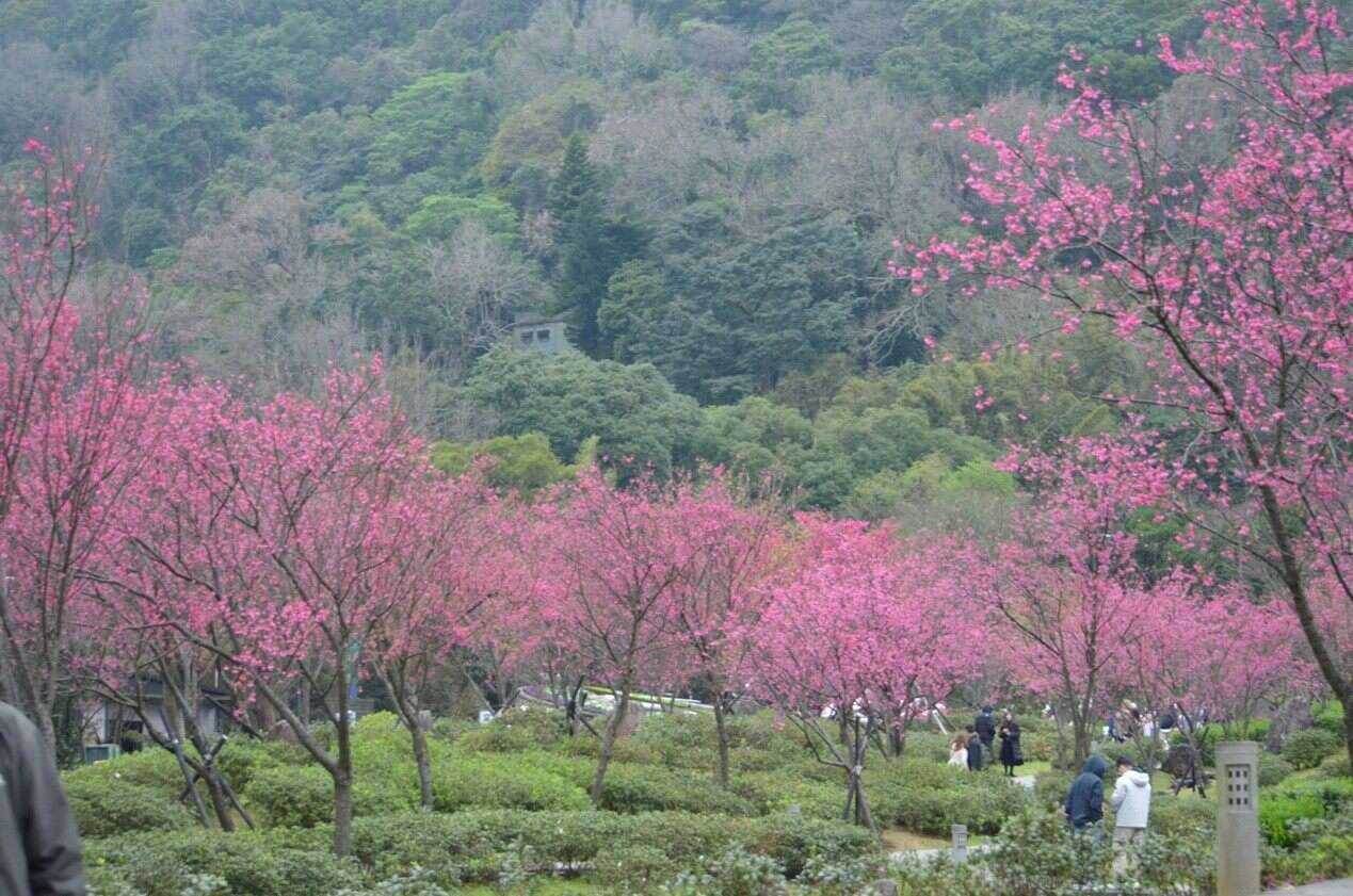 陽明公園櫻花盛開（圖片來源：臺北市政府工務局公園路燈工程管理處）