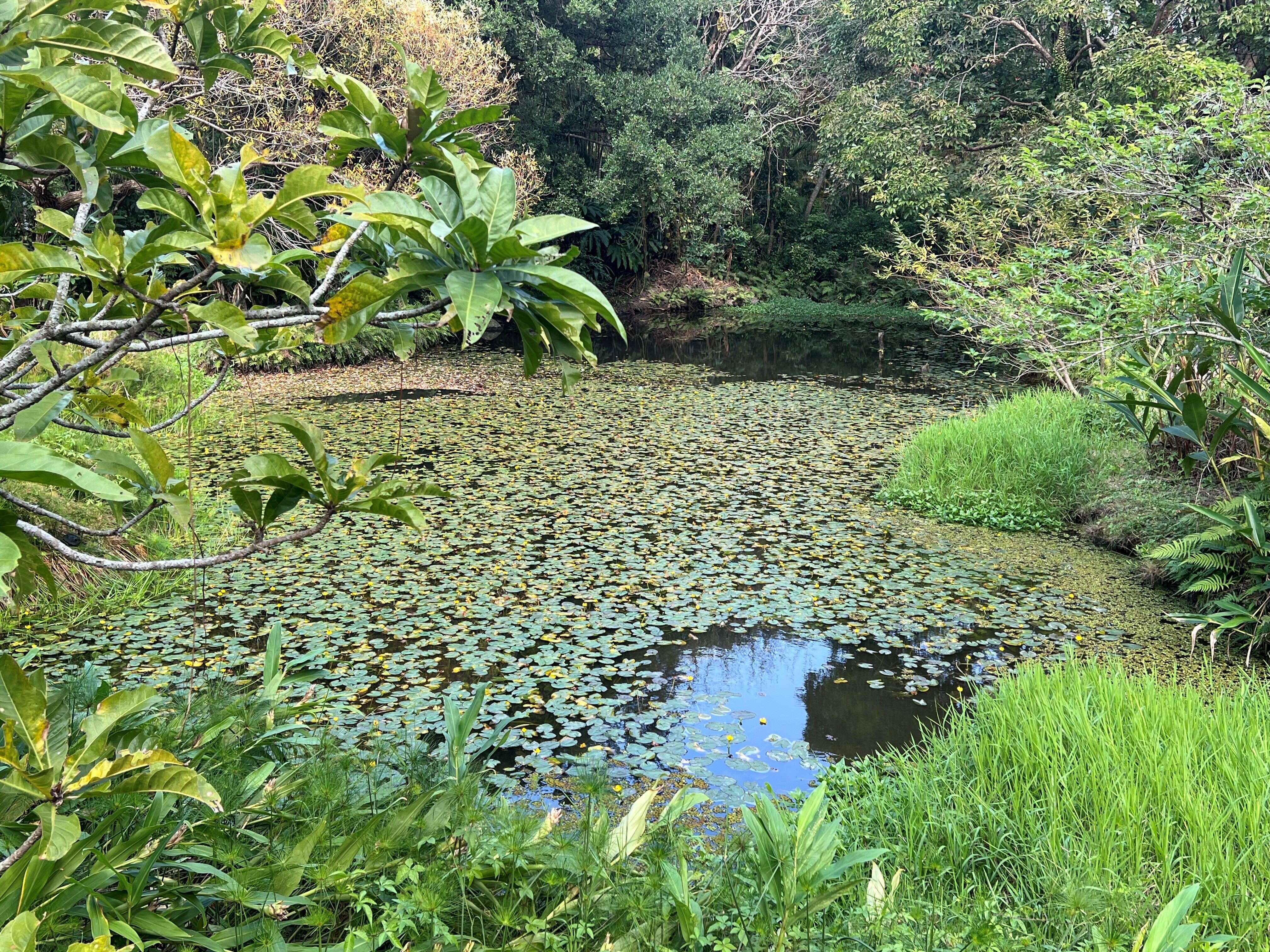 士林官邸「生态园」保留了原始自然的风貌，是新春期间远离尘嚣的城市绿宝石。（图片来源：台北市政府工务局公园路灯工程管理处）