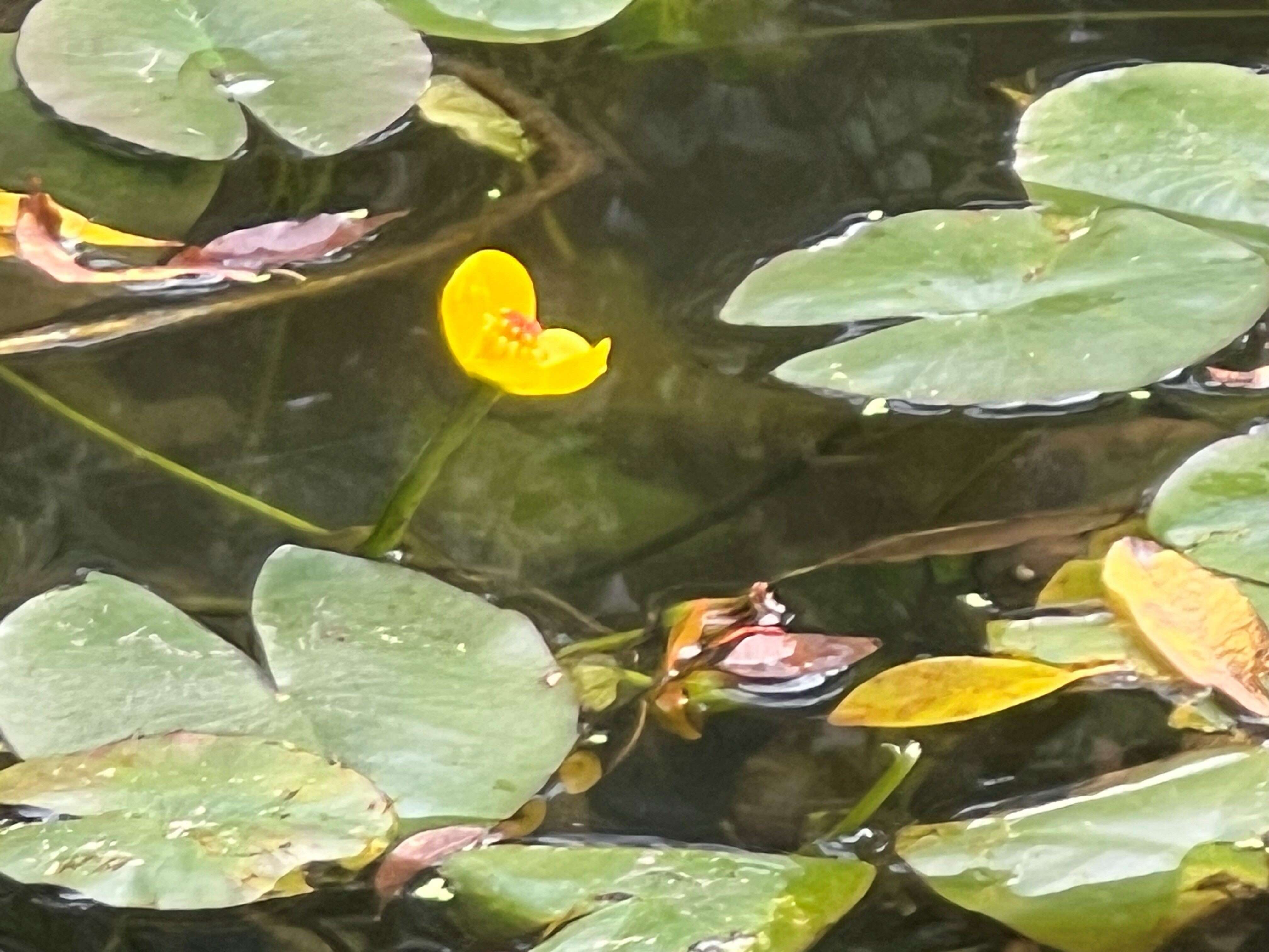 生态园区动植物资源丰富，也能看到原生种台湾萍蓬草的可爱身影。（图片来源：台北市政府工务局公园路灯工程管理处）