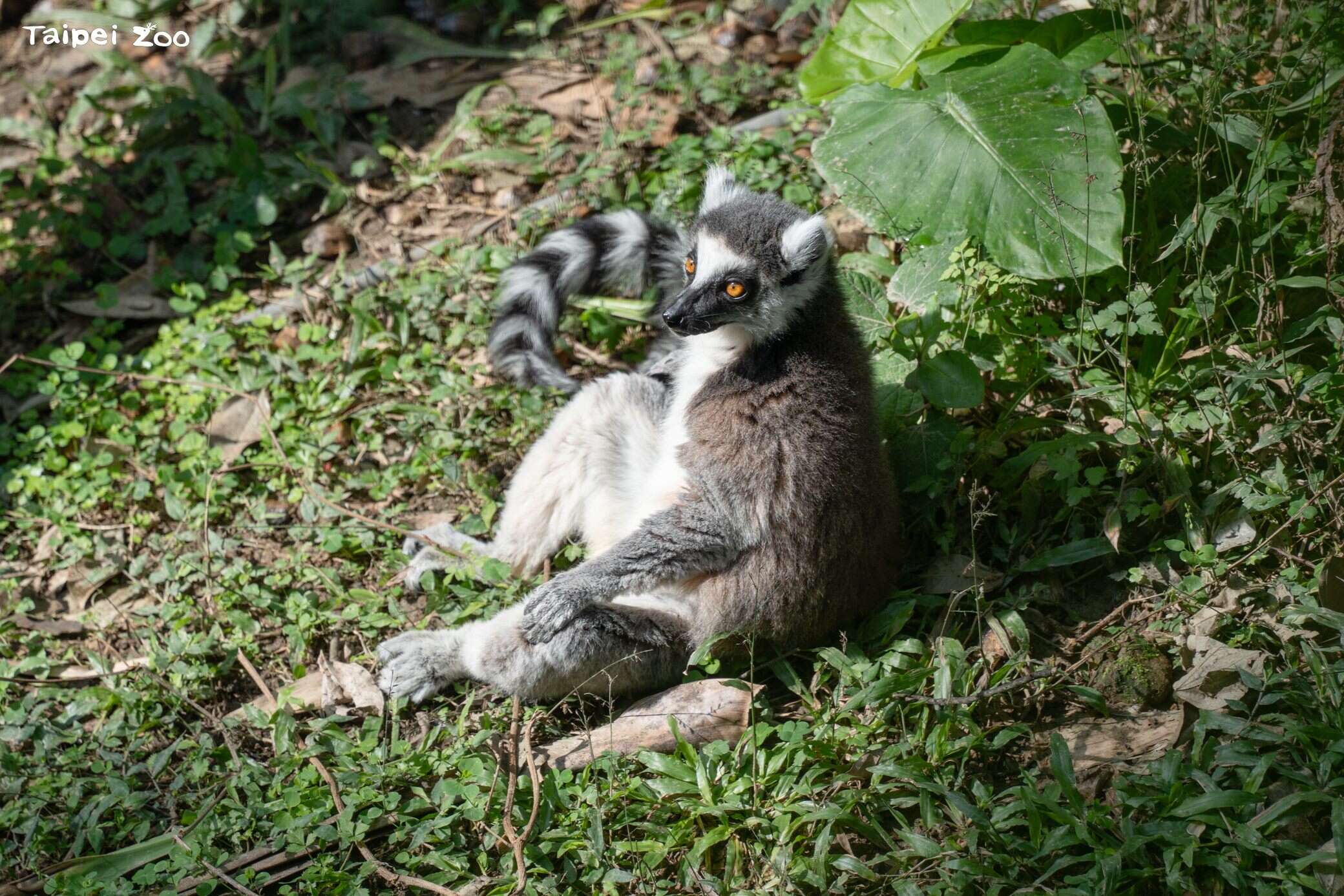 キツネザルたちの冬の幸せな日光浴