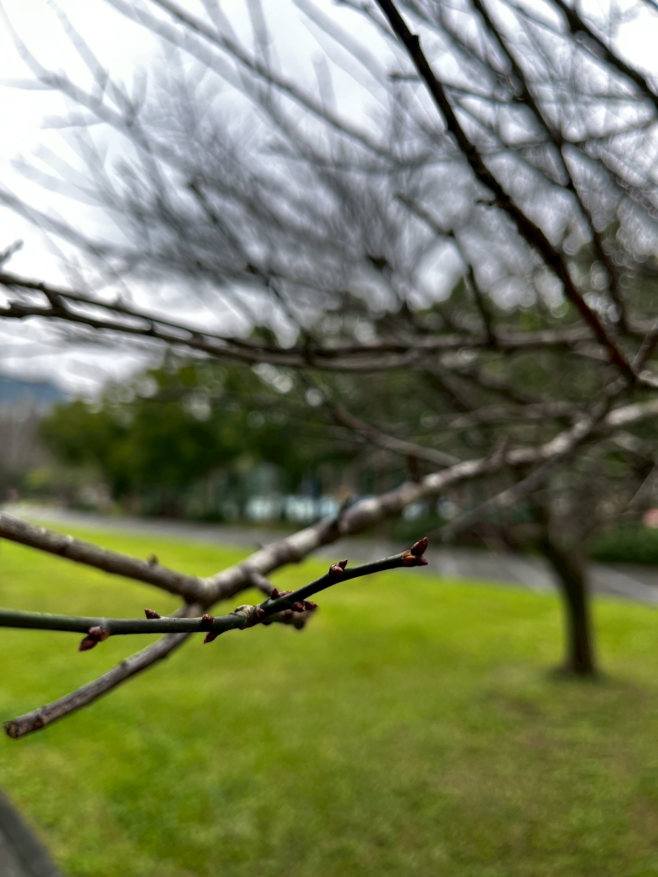 南港公園の梅が開花 お花見に出かけましょう