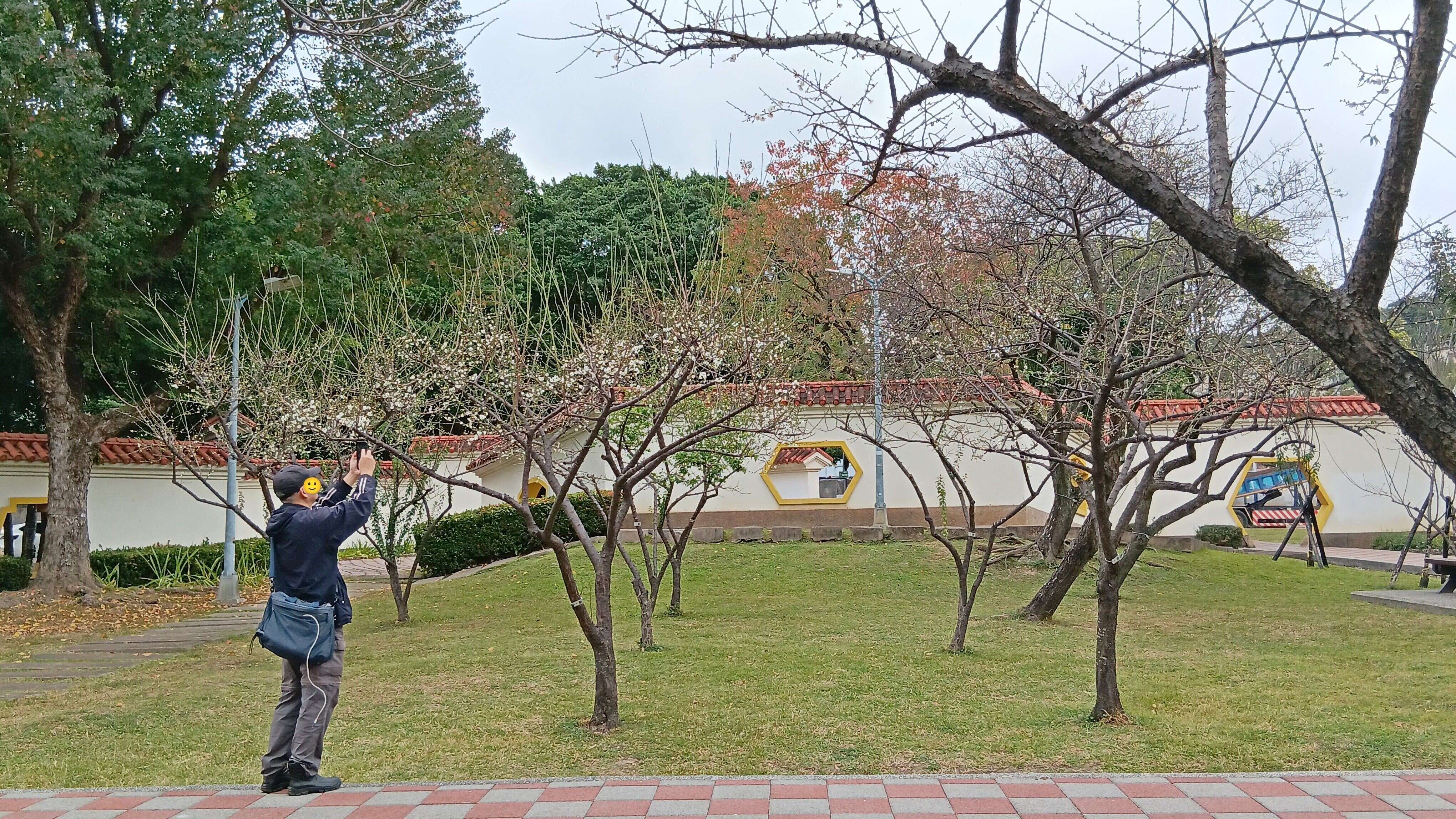 志成公園典雅庭園景致，梅花錯落有致。（圖片來源：臺北市政府工務局公園路燈工程管理處）