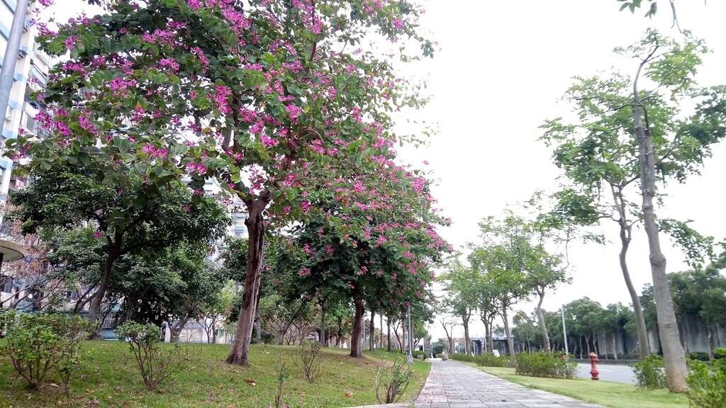 下塔悠公园-盛开的艳紫荆