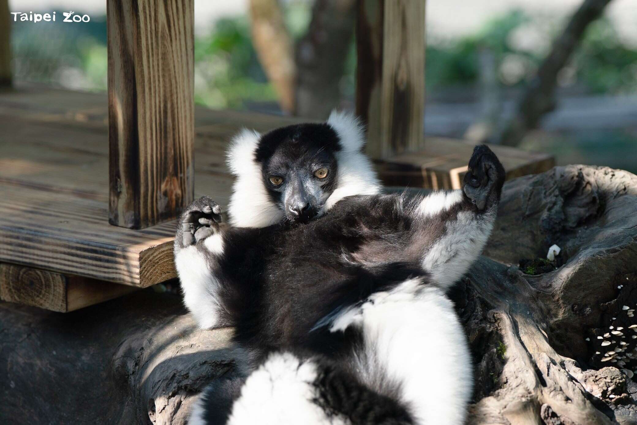 白頭狐猴慵懶地躺在小屋旁曬太陽。（圖片來源：臺北市立動物園）