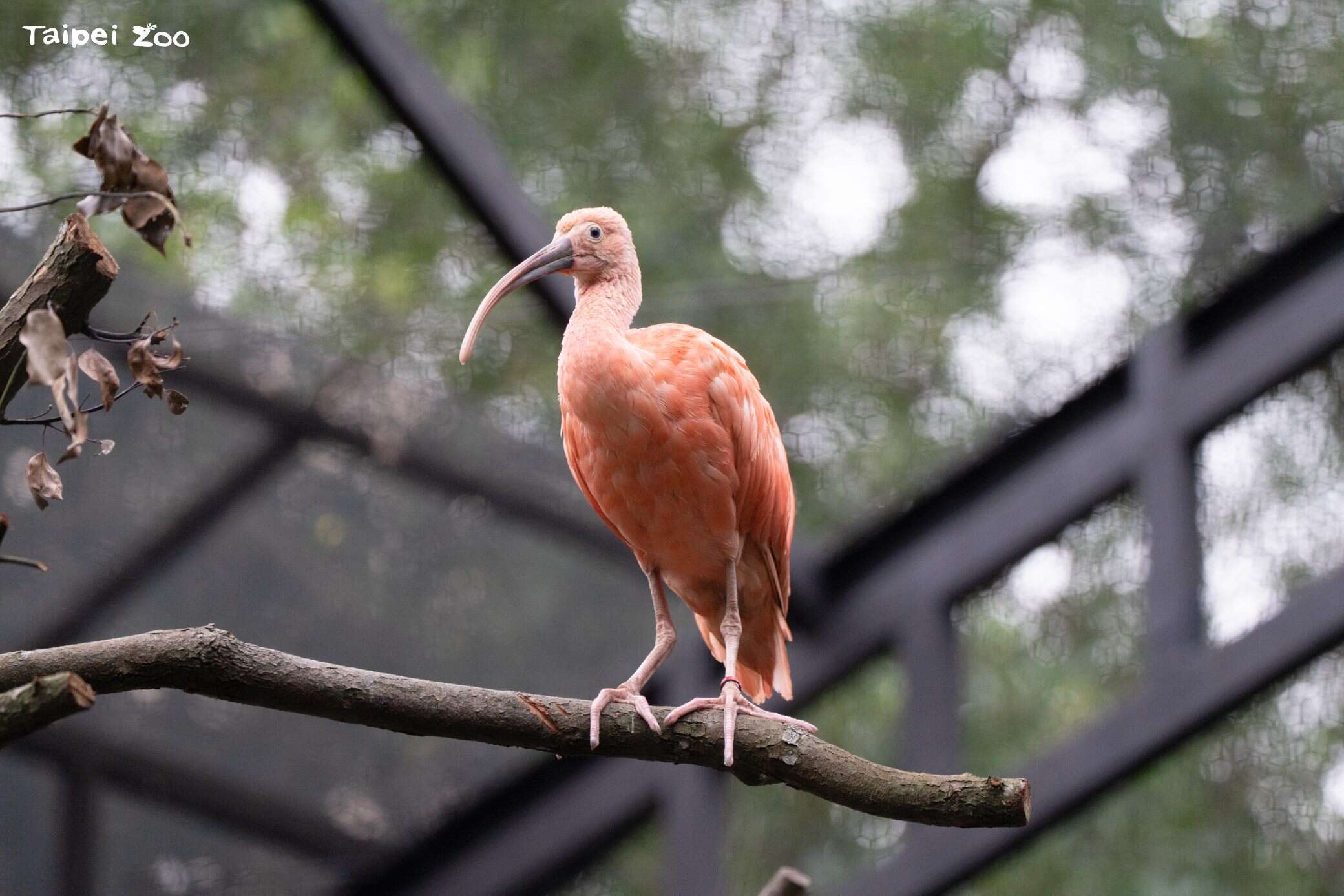 活動場加入新室友紅鵲混群。（圖片來源：臺北市立動物園）
