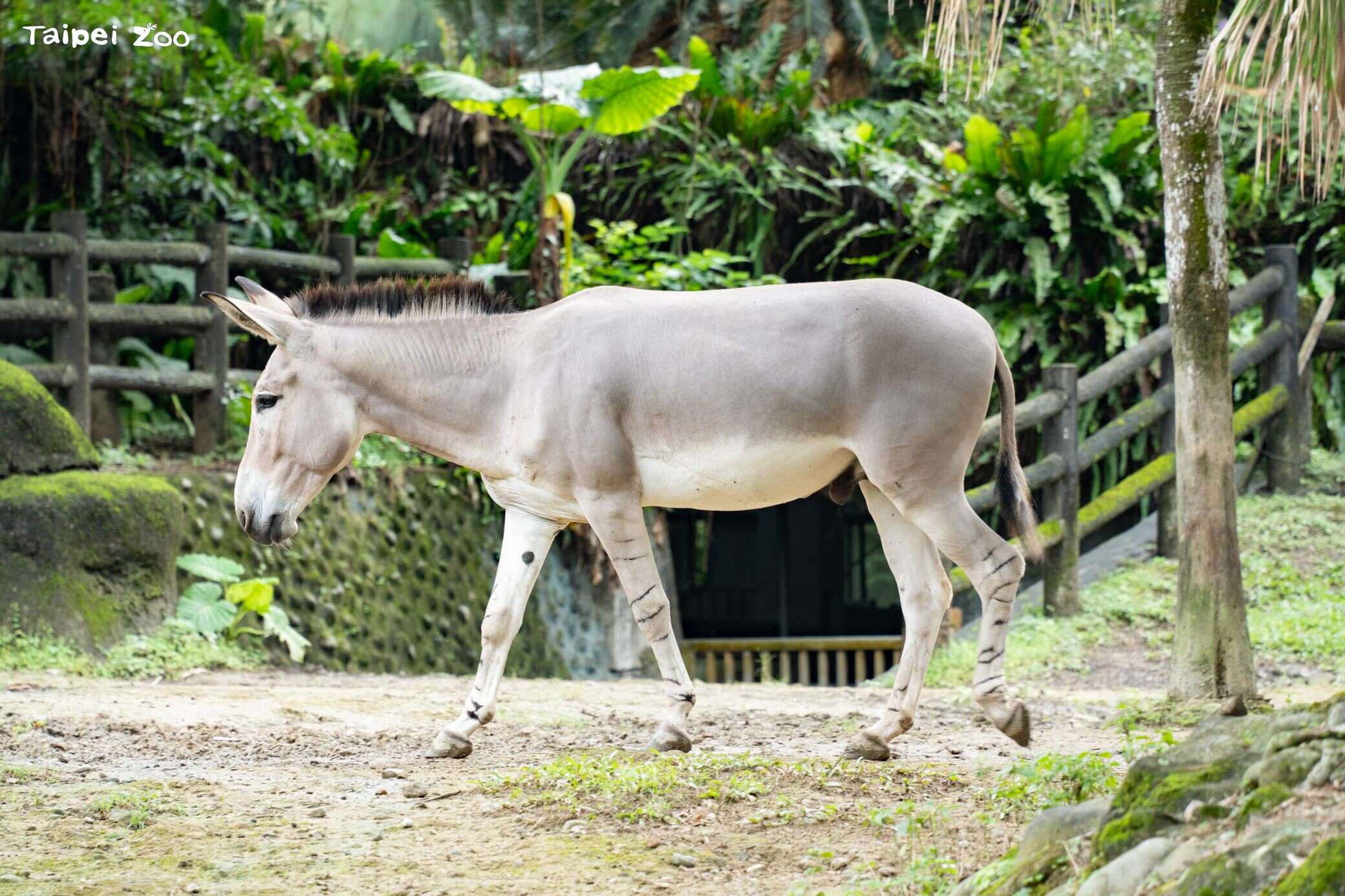 絶滅危惧のアフリカ野ロバに注目！