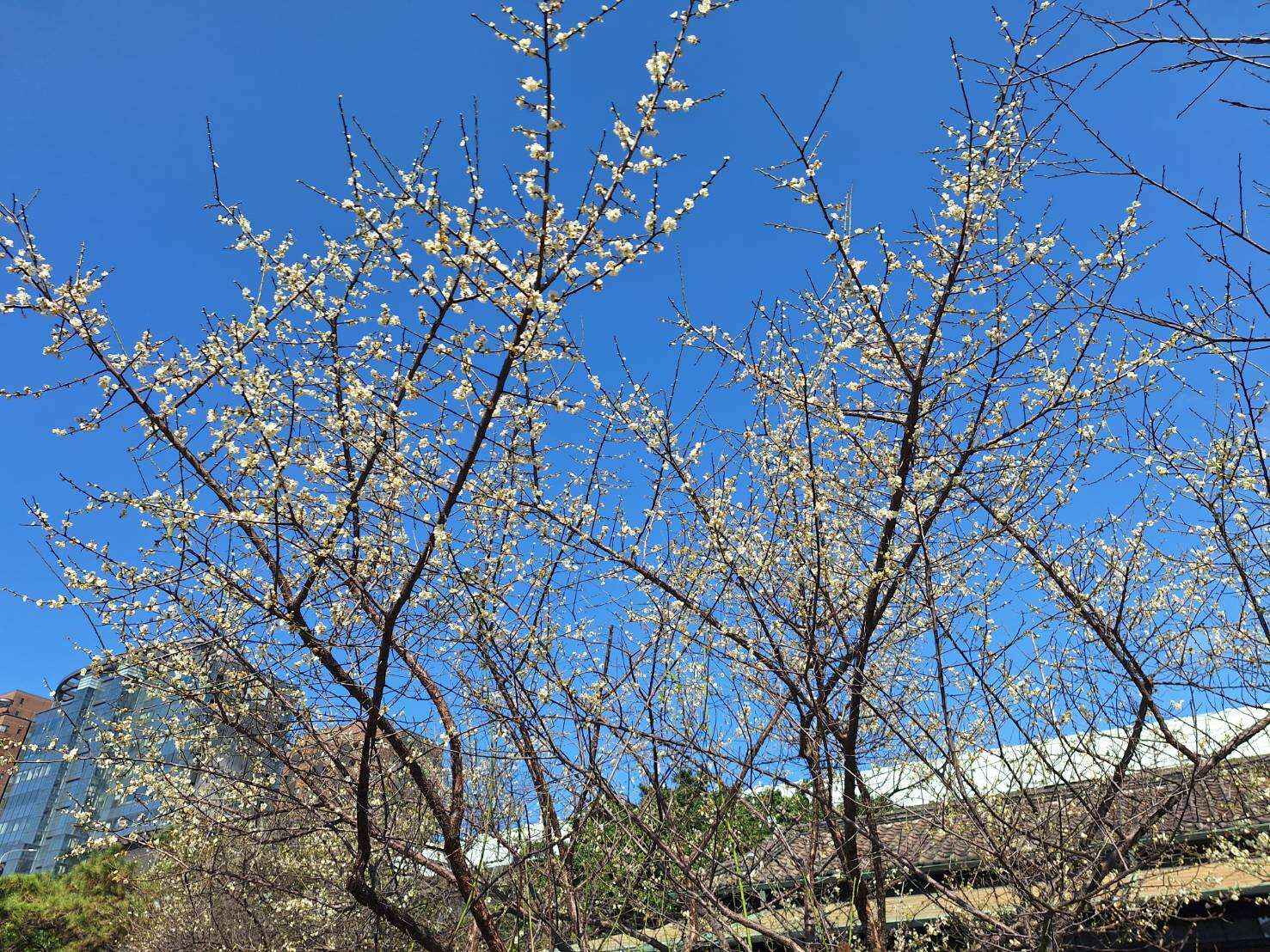 梅が見ごろに 逸仙公園や奇岩公園で春を告げる