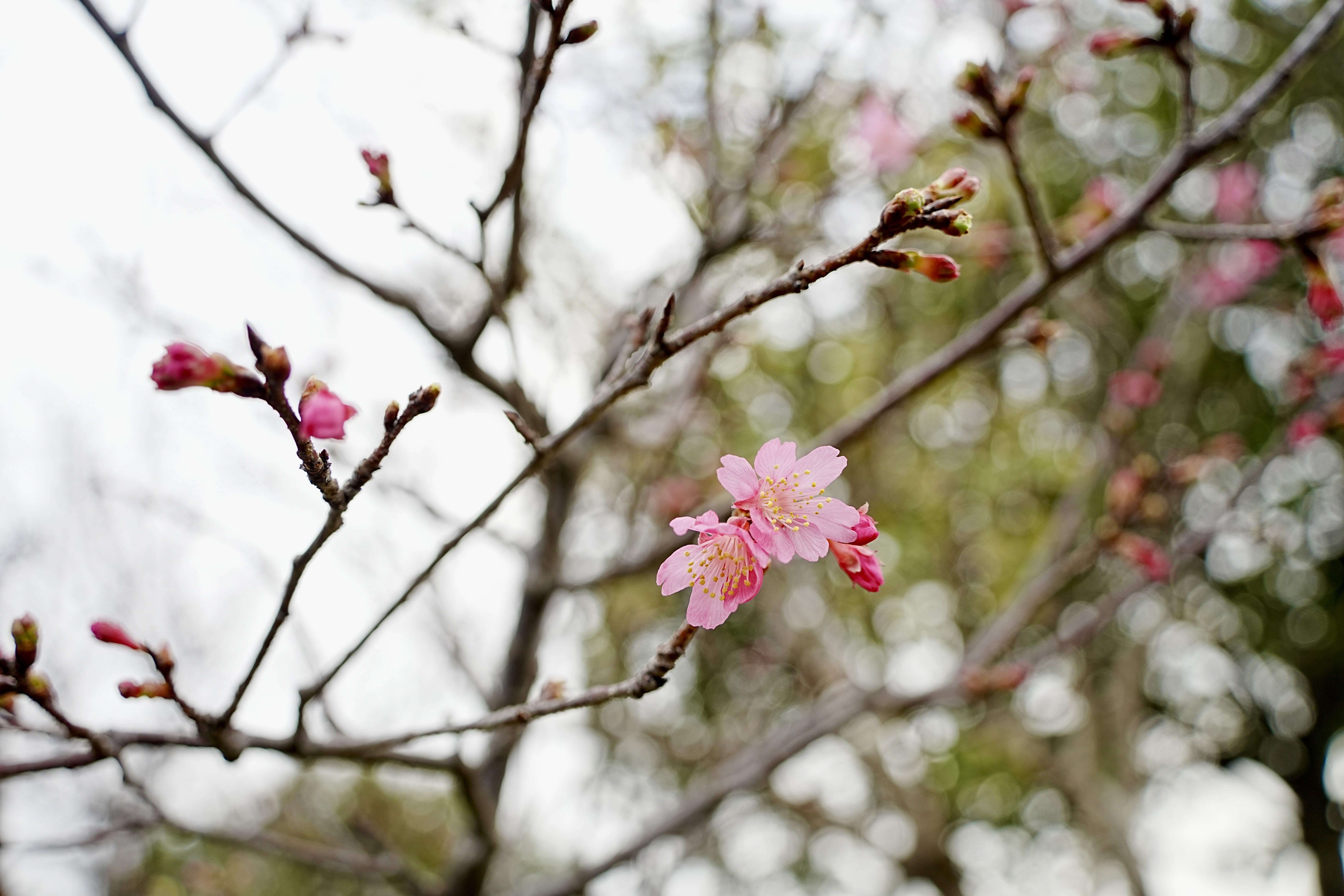 公園既有山櫻花也陸續綻放中（圖片來源：臺北市政府工務局衛生下水道工程處）