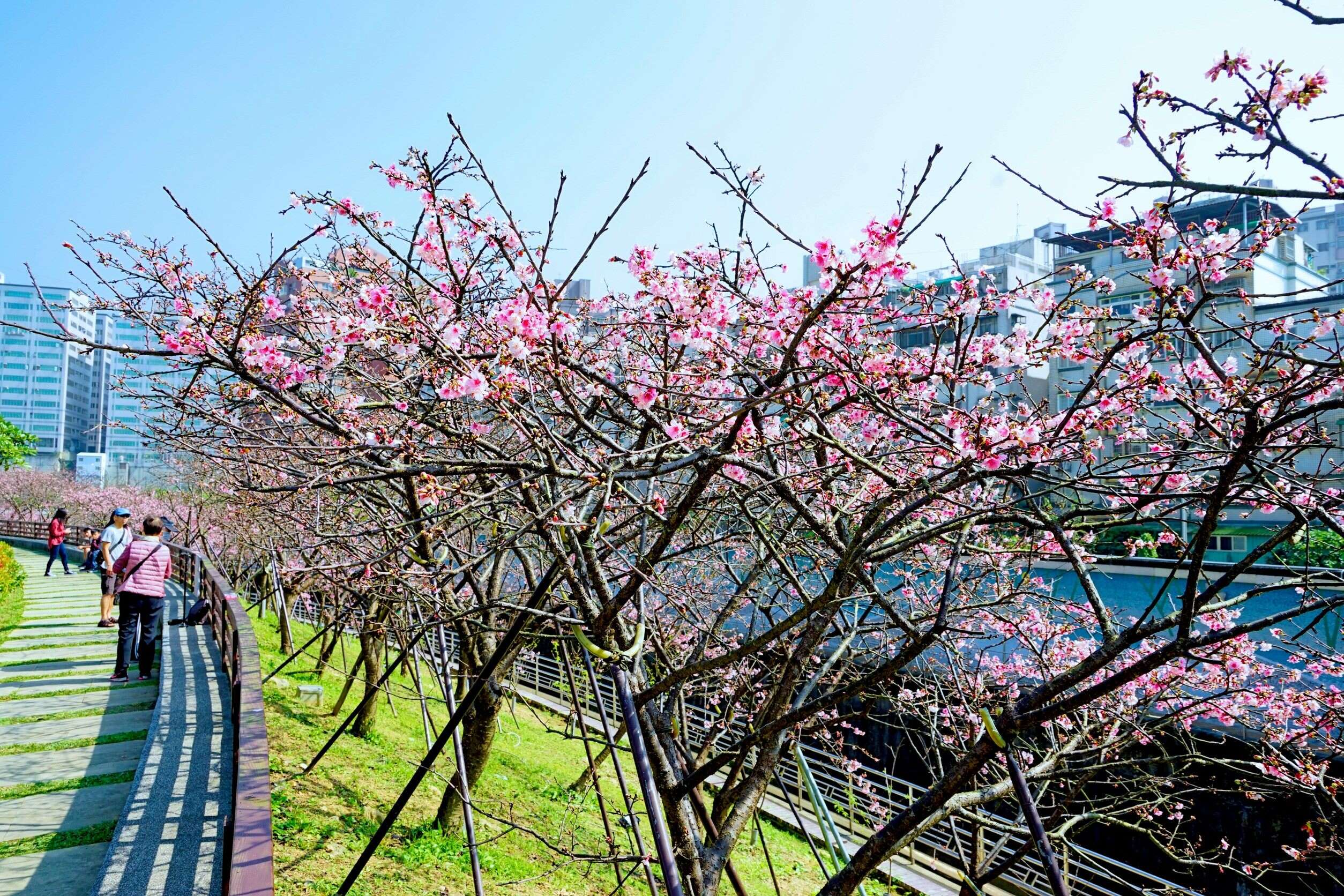 內湖樂活公園能近距離欣賞盛開的櫻花。（圖片來源：臺北市政府觀光傳播局）
