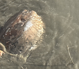 Unexpected "Sunfish" Sight at Guandu Pier? APO and Ferry Staff Team Up to Help Stranded Ocean Sunfish Return to Sea