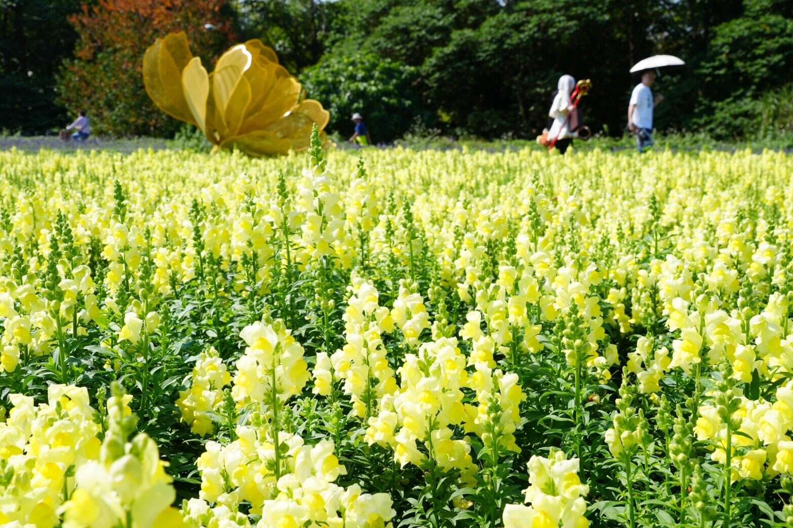 古亭河滨花海 金黄色的金鱼草缤纷盛开中（图片来源：台北市政府工务局水利工程处）