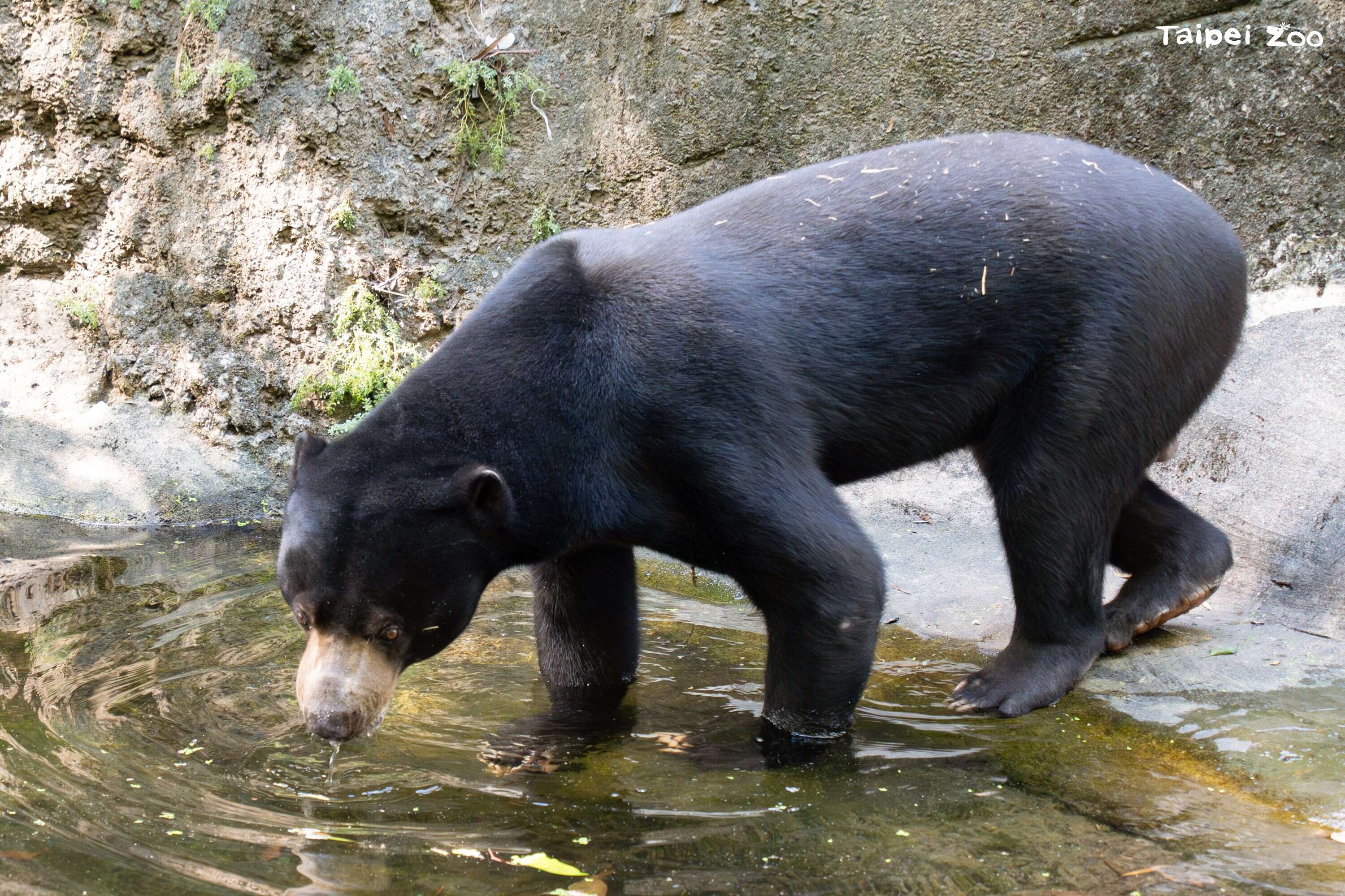 馬來熊熊霸是在臺北市立動物園出生長大的馬來熊。（圖片來源：臺北市立動物園）