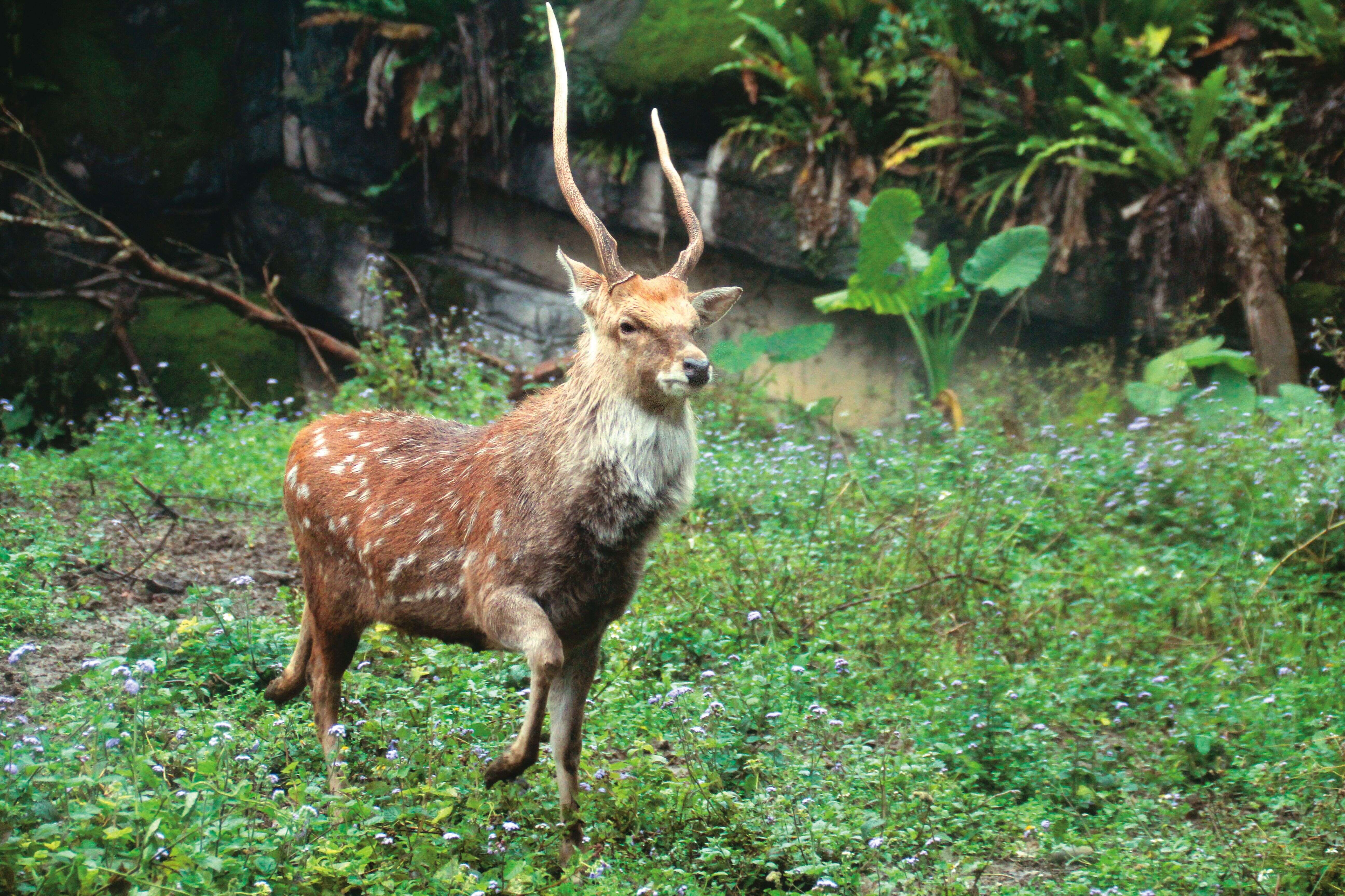 P20-23 漫遊-1@台北市立動物園-春日氣溫回暖，梅花鹿迎來換毛的季節，遊客可欣賞牠們煥然一新的可愛模樣。
