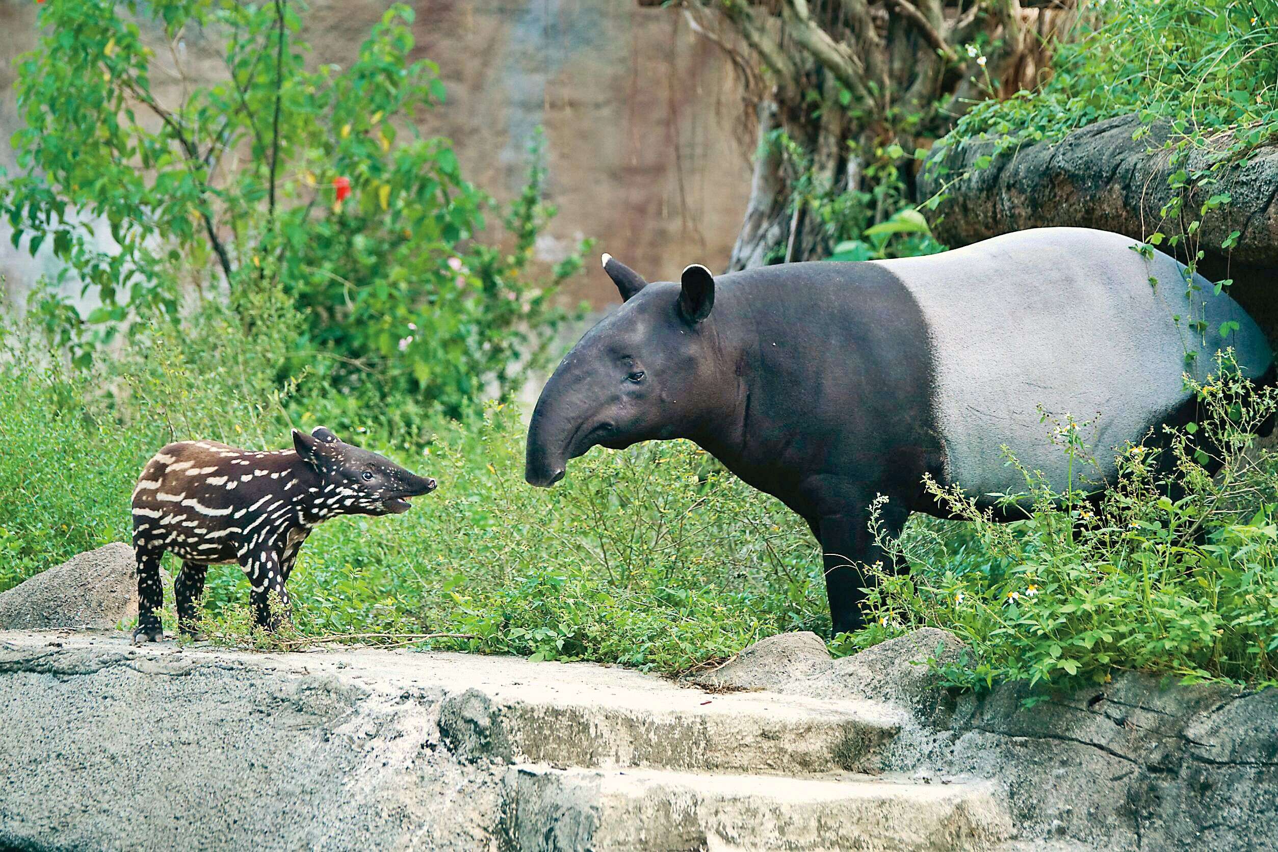 P32-35-寫真-6@台北市立動物園-馬來貘親子在綠意中對望,幼獸的黑白花紋是成長階段的可愛印記。(攝影/詹德川)