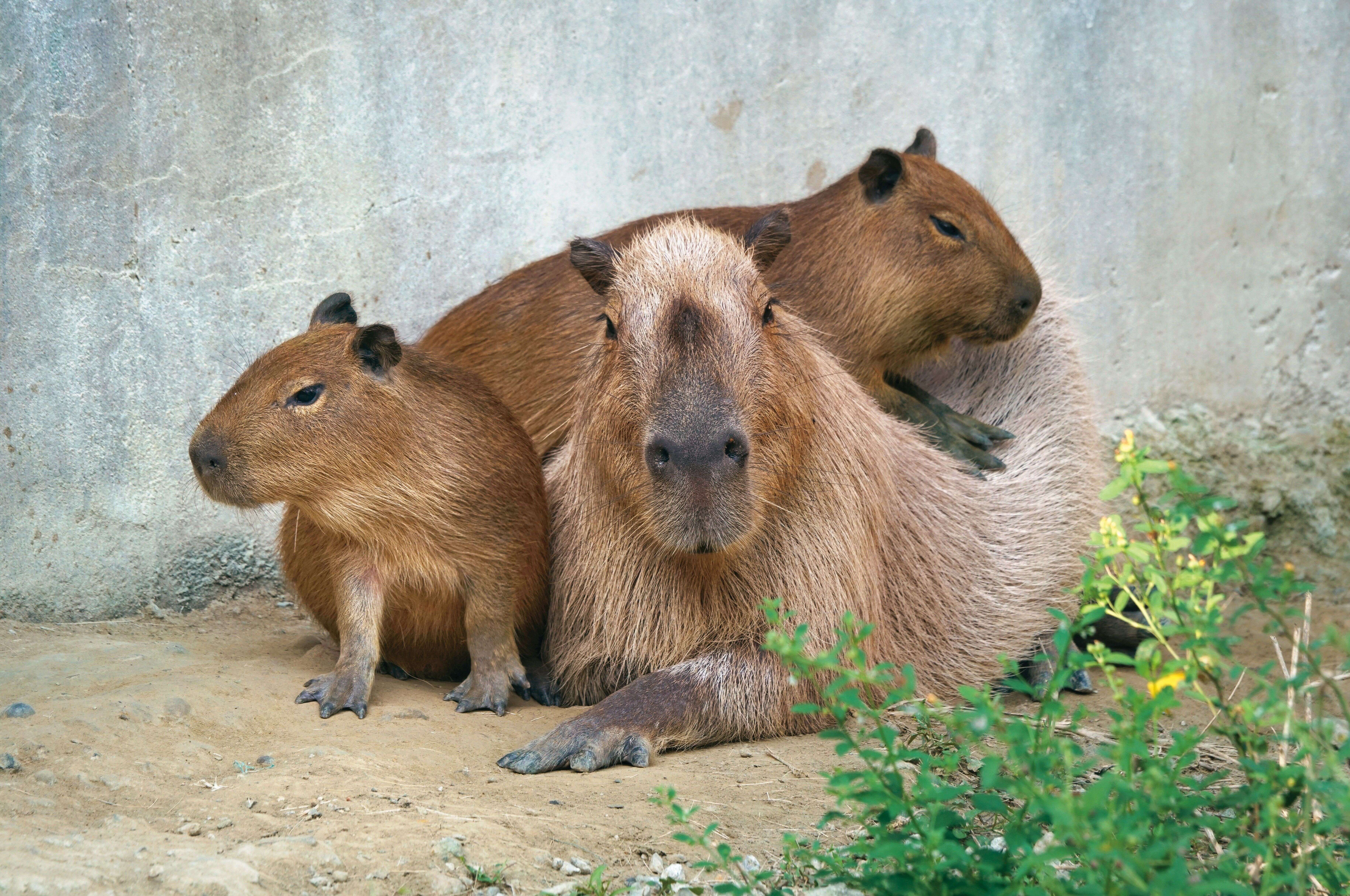 P32-35-寫真-8@台北市立動物園-水豚喜愛群居,常可看到一家相依而坐的萌樣。(攝影/詹德川)