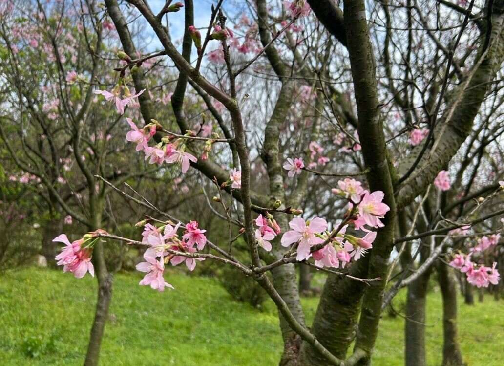 樱花特写（图片来源：台北市政府工务局公园路灯工程管理处）
