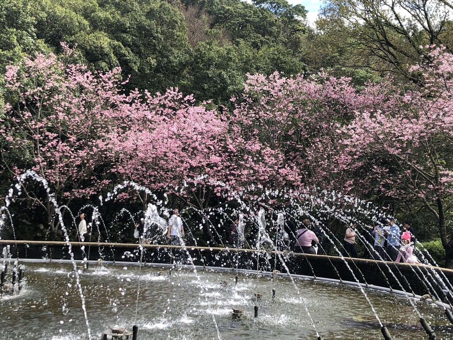 昭和樱盛开（图片来源：台北市政府工务局公园路灯工程管理处）