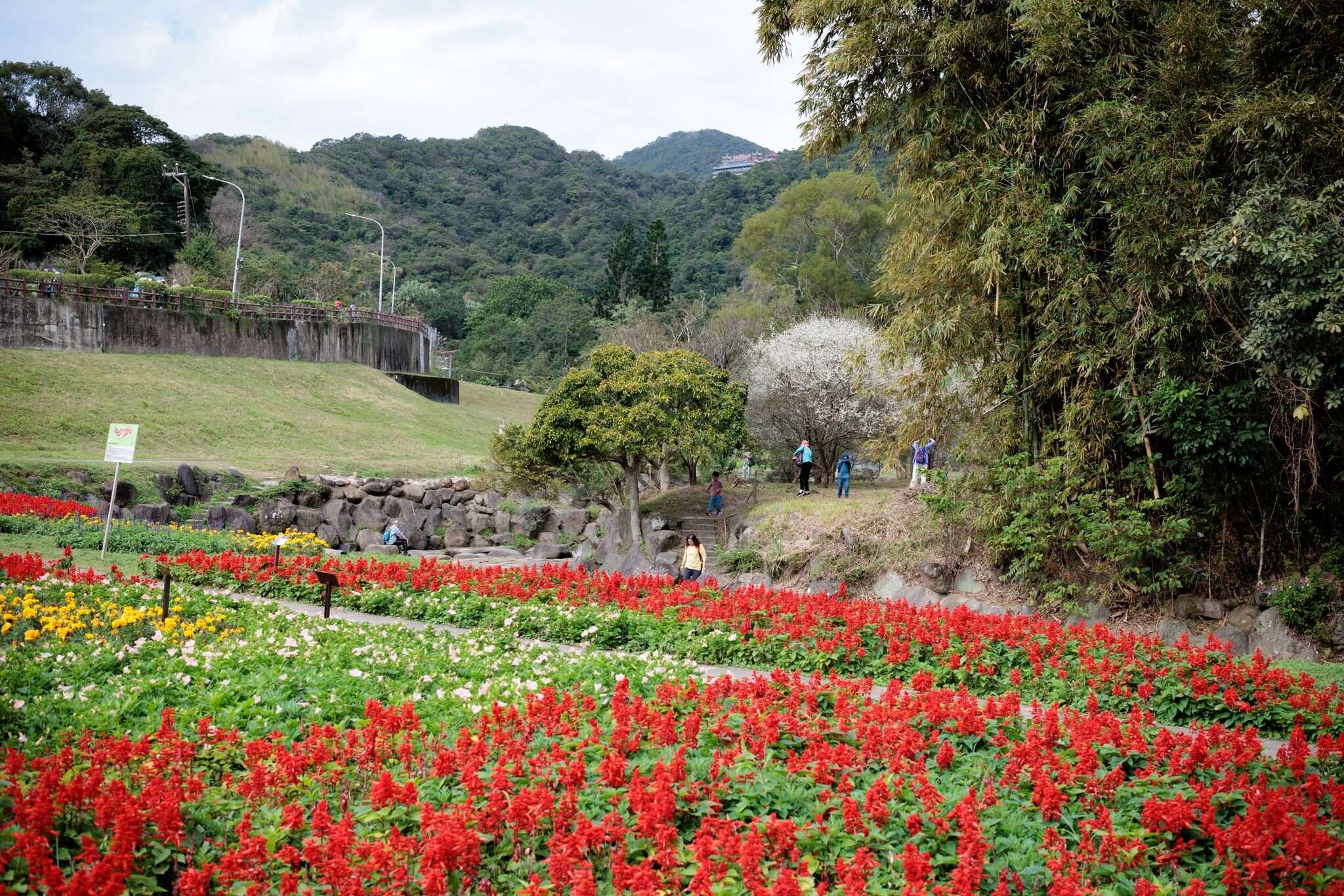Taipei City's Riverside Blooms in Celebration of Spring Happy Chinese New Year of the Horse