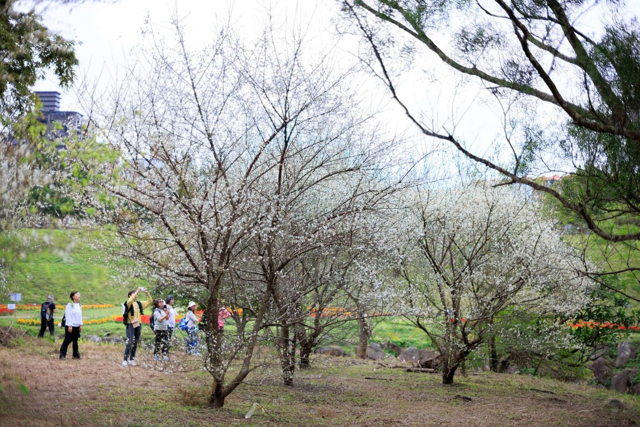 Taipei City's Riverside Blooms in Celebration of Spring Happy Chinese New Year of the Horse