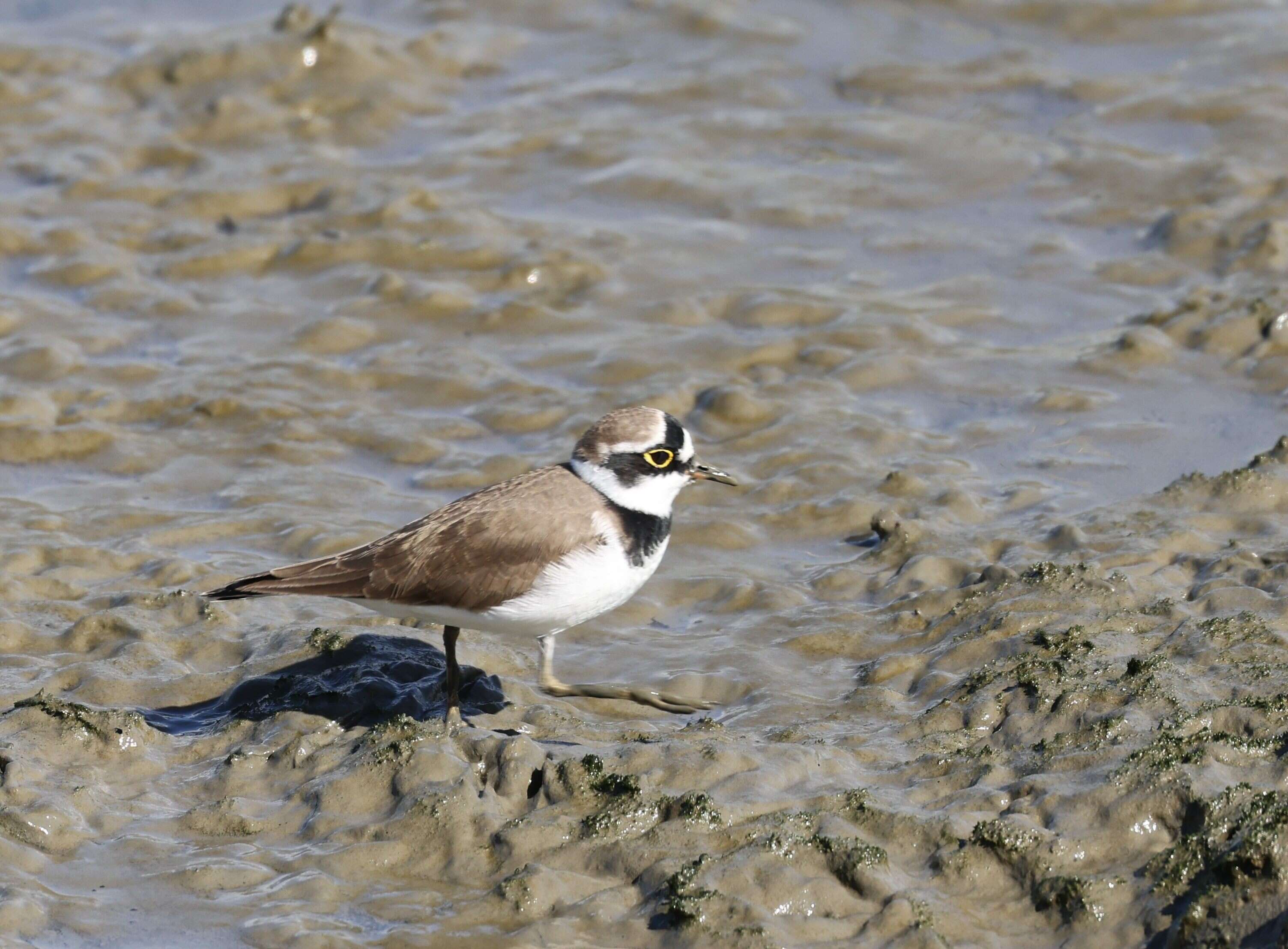 Taipei’s Winter Migratory Bird Spectacle: Shezidao Wetland Sees Record-Breaking Numbers of Common Snipes.