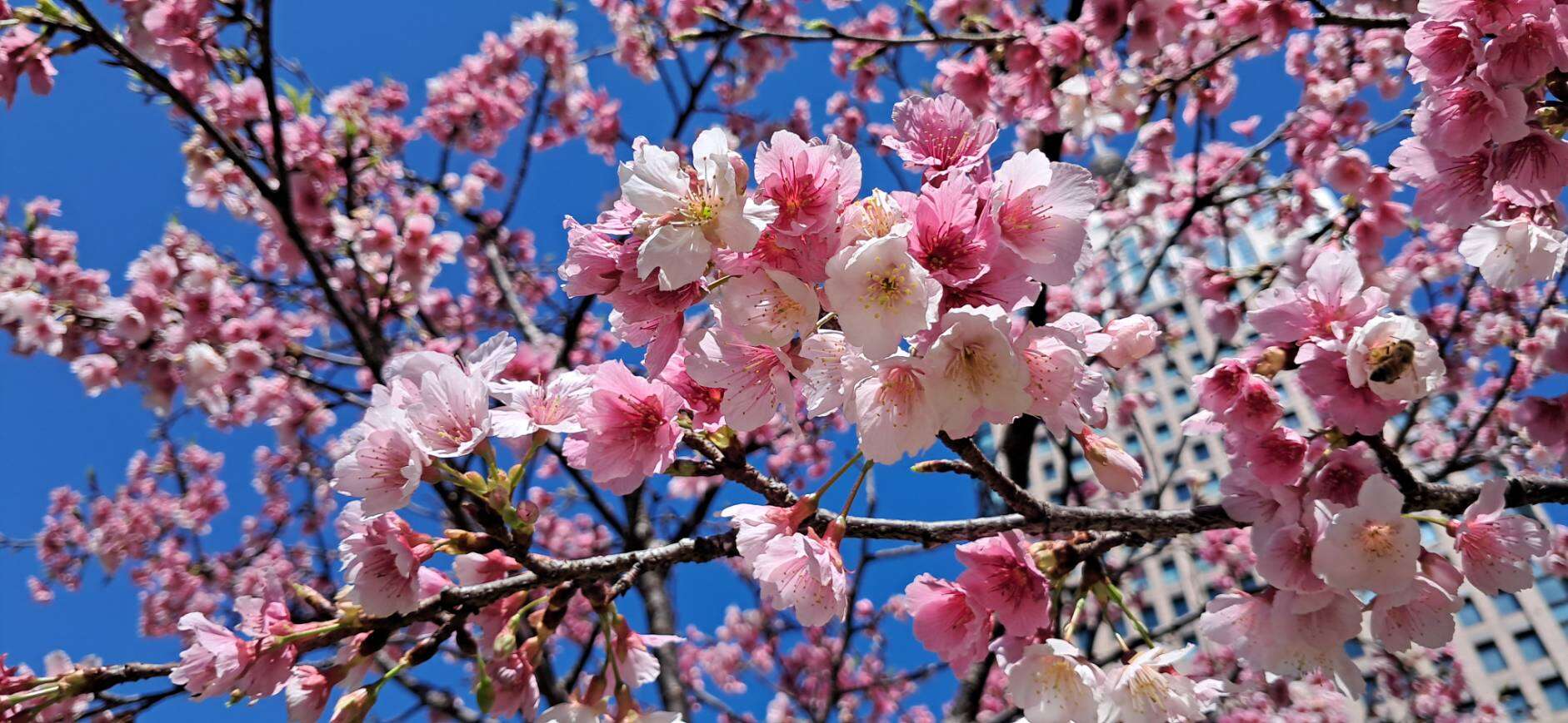 市政府周辺のフジザクラが開花 散歩しながら花見を