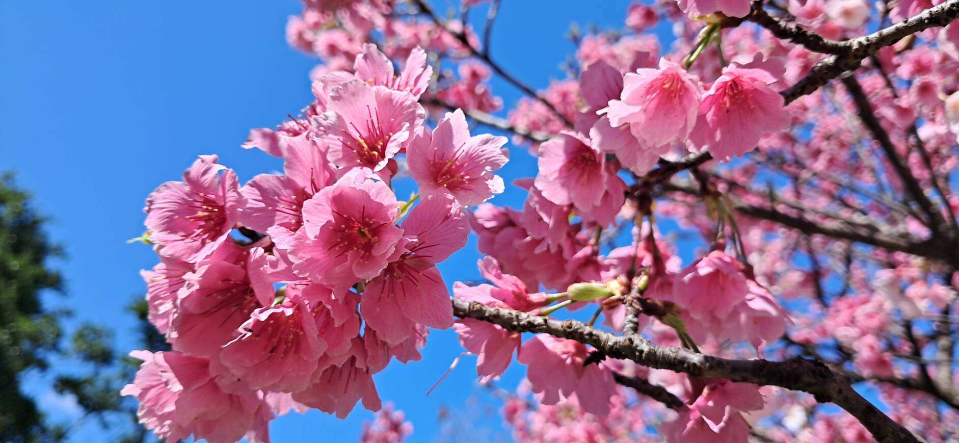 市政府周辺のフジザクラが開花 散歩しながら花見を