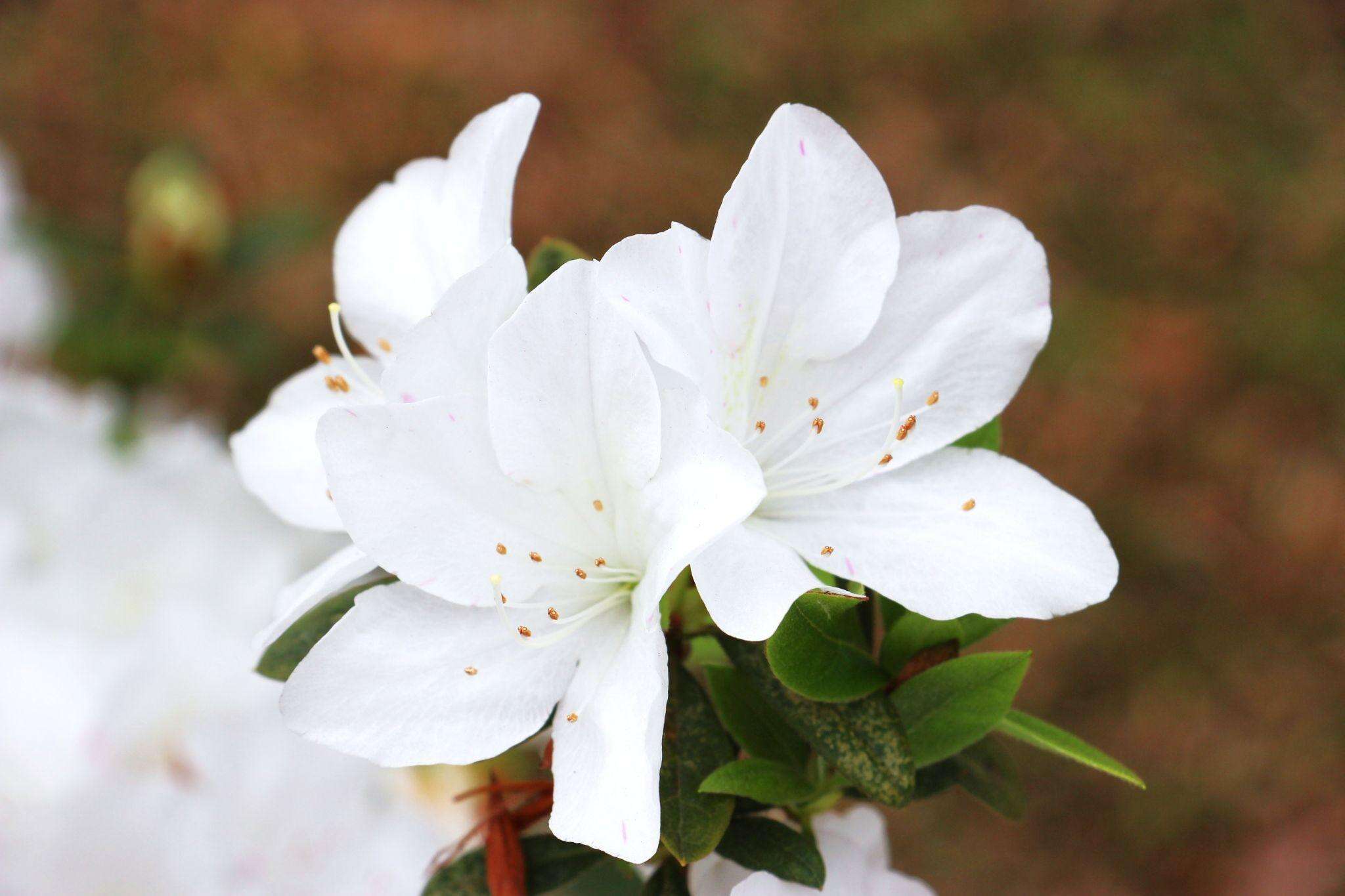 白琉球杜鹃是整片艳丽杜鹃花海中的独特存在，白色花瓣中、花心带有青黄色斑点。（图片来源：台北市政府工务局公园路灯工程管理处）