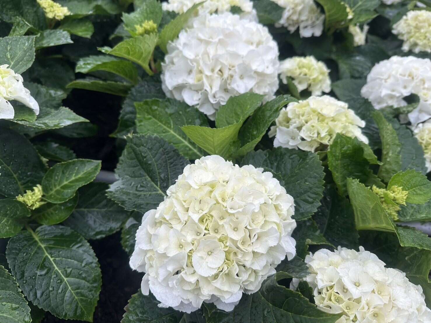 纯白色的「ICE BOY」绣球花，您在杜鹃花心可以找到他的踪迹（图片来源：台北市政府工务局公园路灯工程管理处）