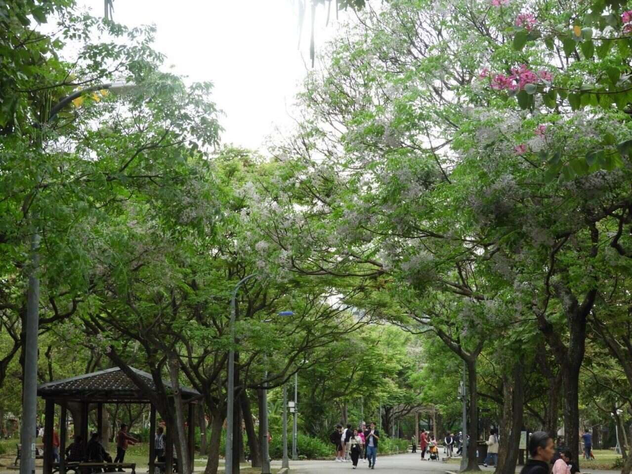 大安森林公園4號門通往大安森林公園9號門，以及兒童小舞台及遊戲場周圍、活水飛輪周邊均有栽植苦楝（圖片來源：臺北市政府工務局公園路燈工程管理處）