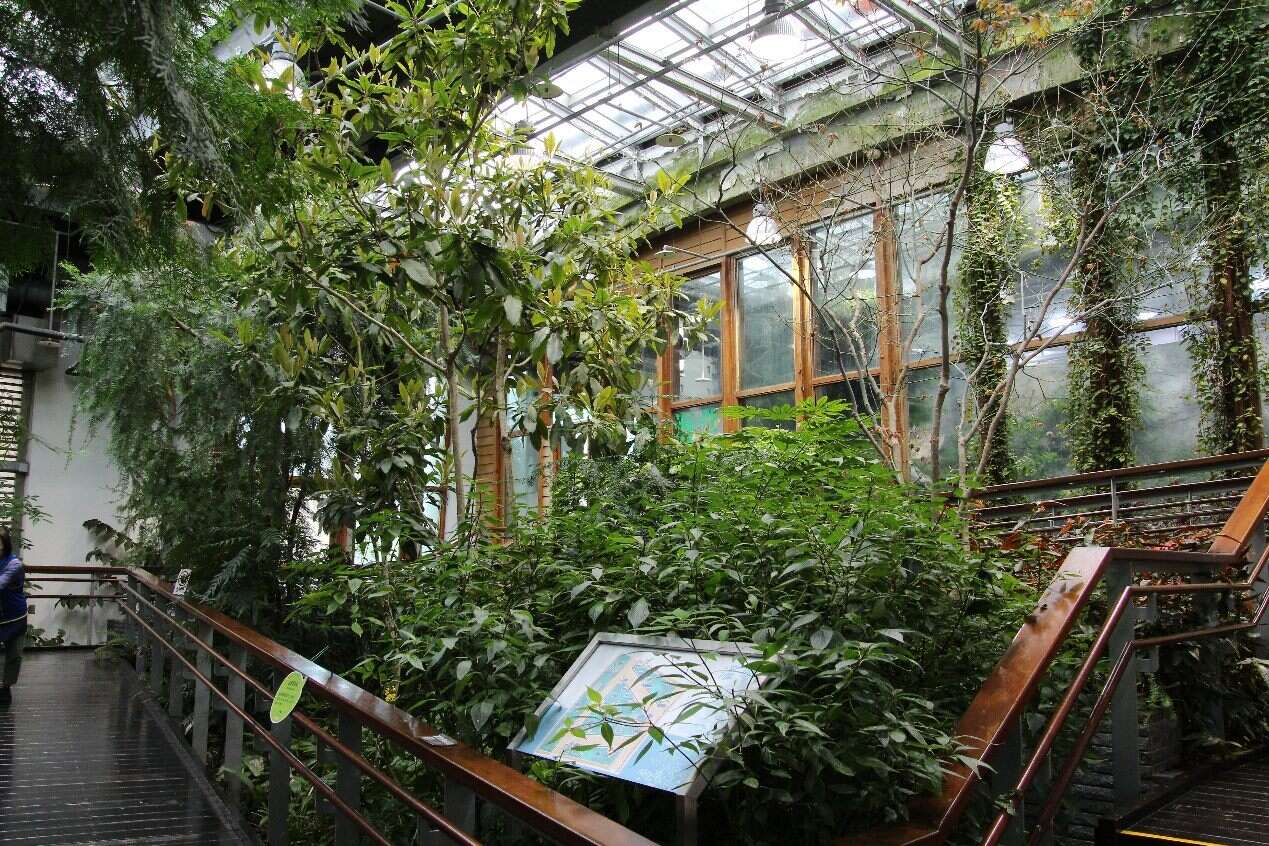 红桧位於典藏植物园温带植物区，不用上高山即可欣赏优美树形（图片来源：台北市政府工务局公园路灯工程管理处）